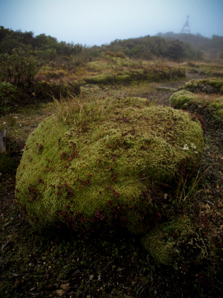 A large boulder covered in thick green moss sits in the foreground of a misty, hilly landscape with a small structure visible on the distant ridge.