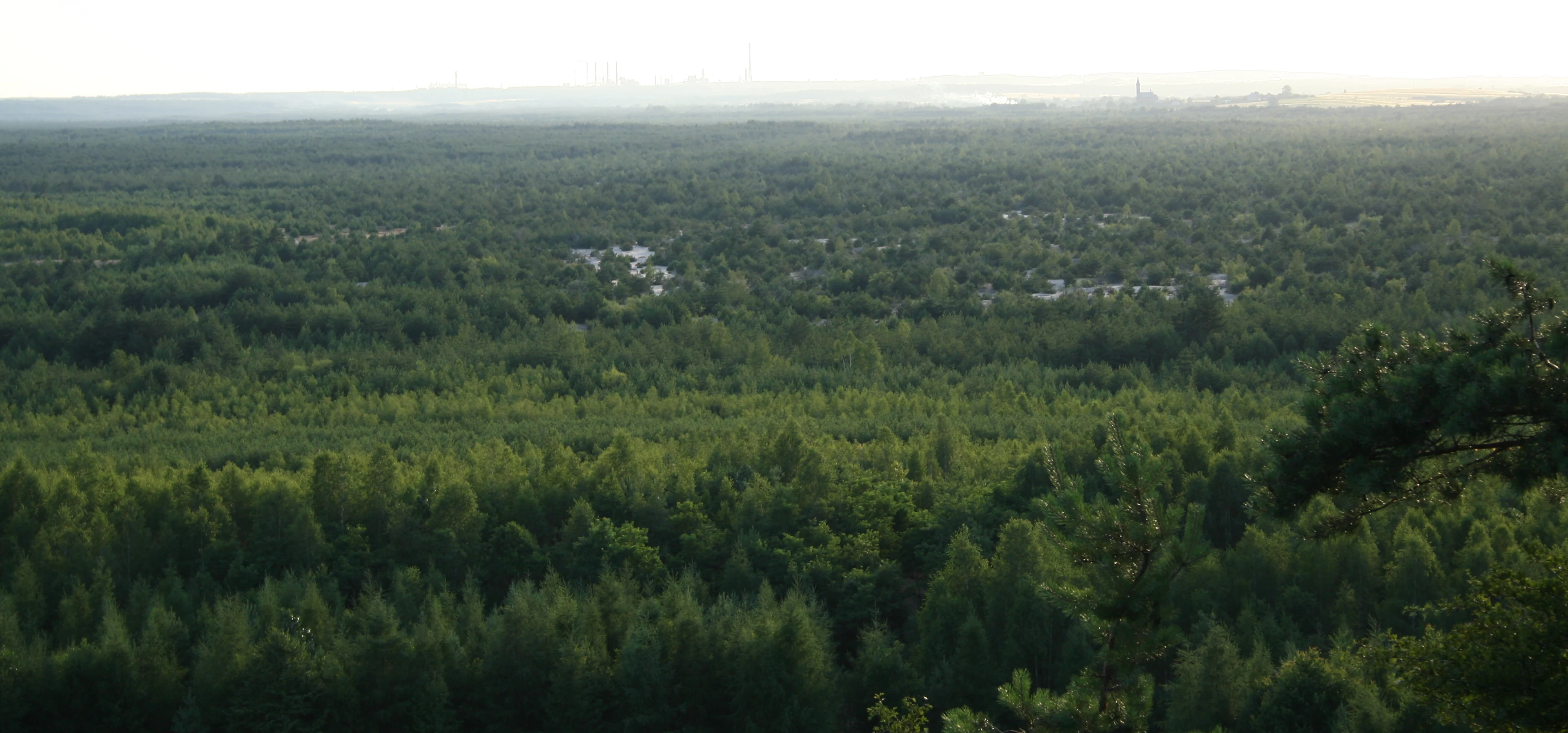 A wide, high-angle panoramic view overlooking a vast expanse of forest with desert sand patches visible in the distance under a hazy sky.