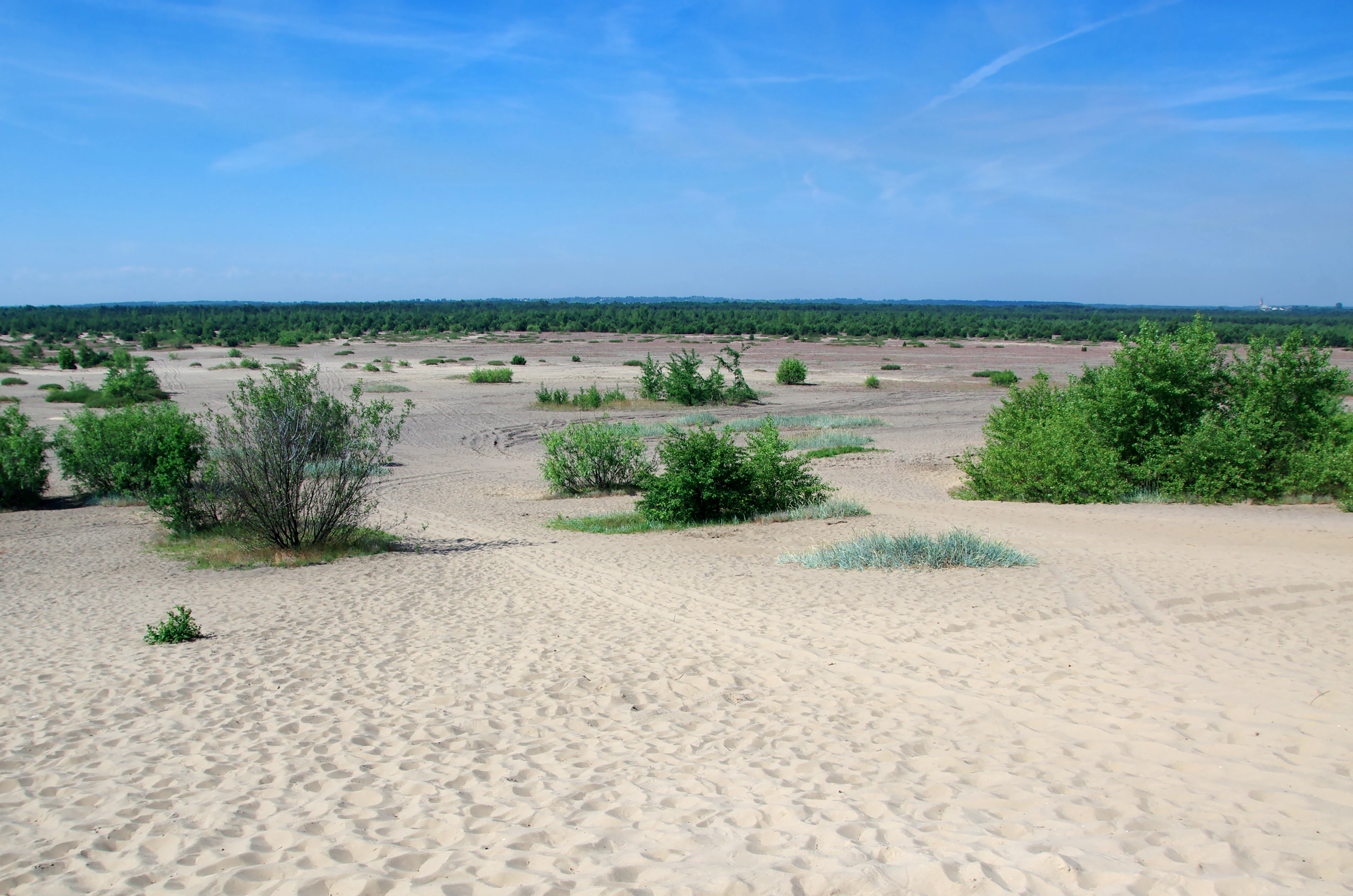 A wide angle view of an open sandy desert landscape featuring patches of low green shrubs and a distant tree line under a clear blue sky.