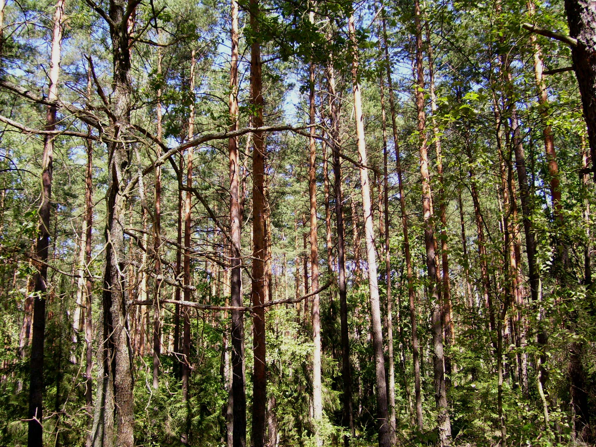 A dense stand of pine trees with tall, narrow trunks and green canopy, filling the frame in a forest setting.