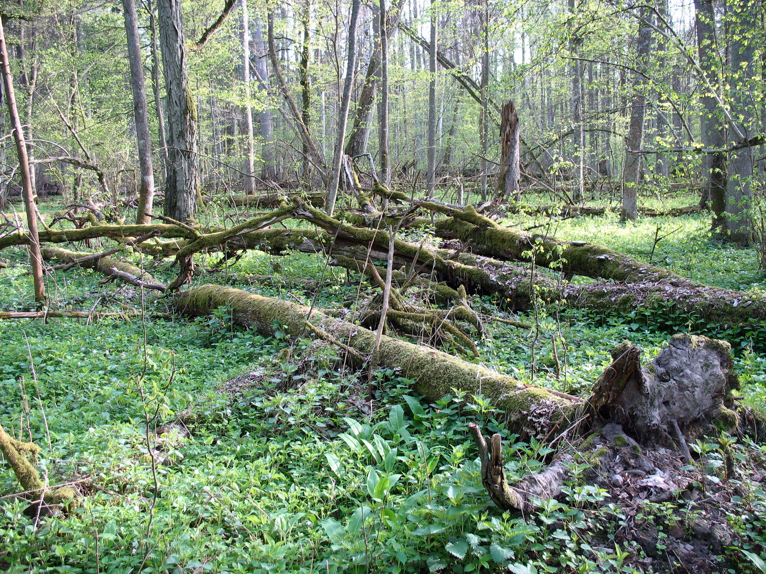 A dense forest interior with mossy fallen tree trunks, lush green ground vegetation, and tall trees in the background.