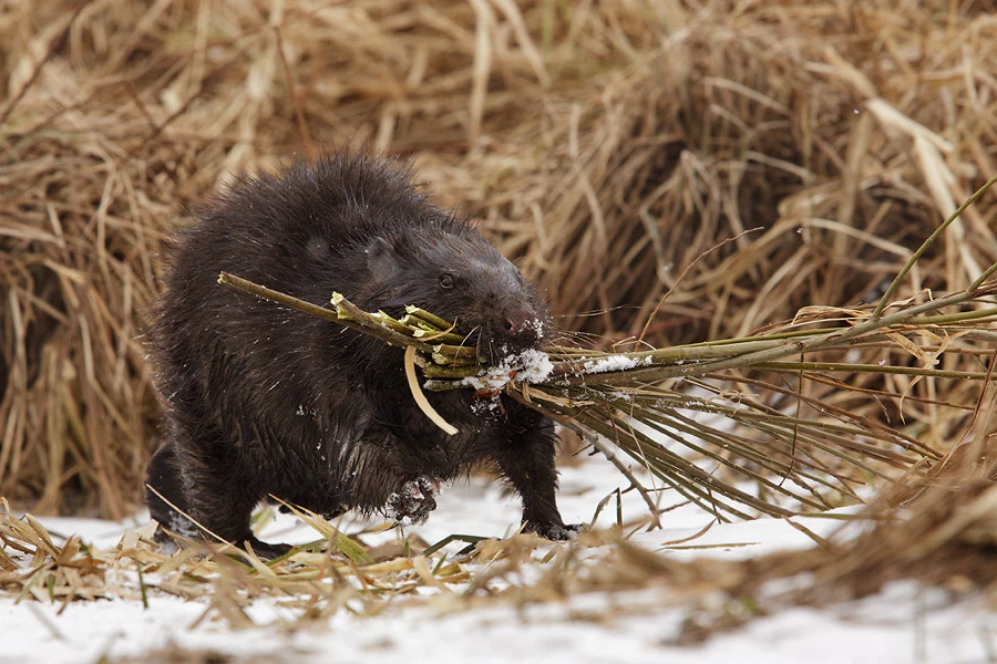 A dark-furred European beaver holding a bundle of twigs and grass in its mouth while walking on snow covered ground.
