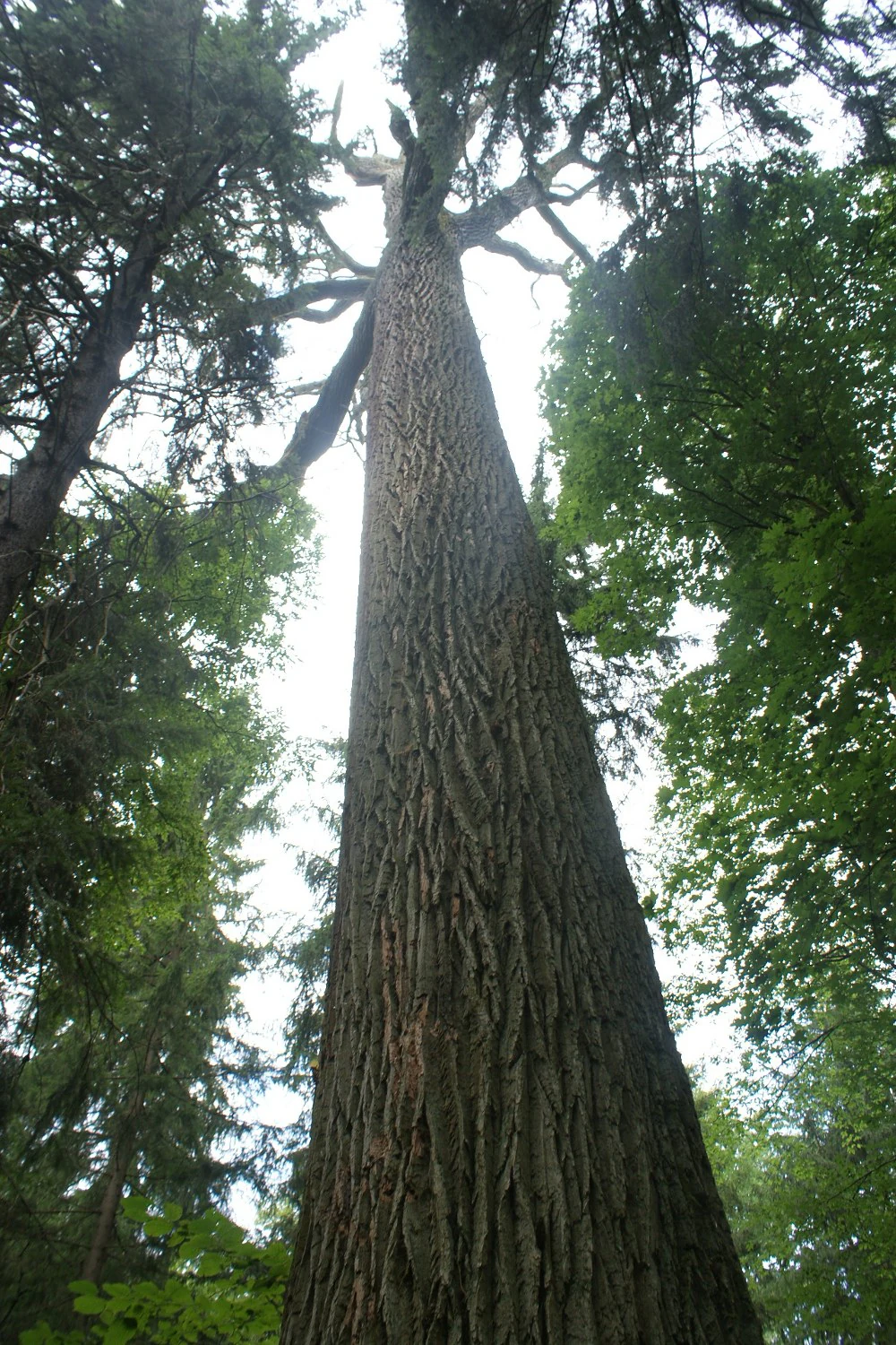 A low-angle, vertical shot looking up the thick, textured trunk of a very old, tall oak tree, surrounded by other dense forest foliage.