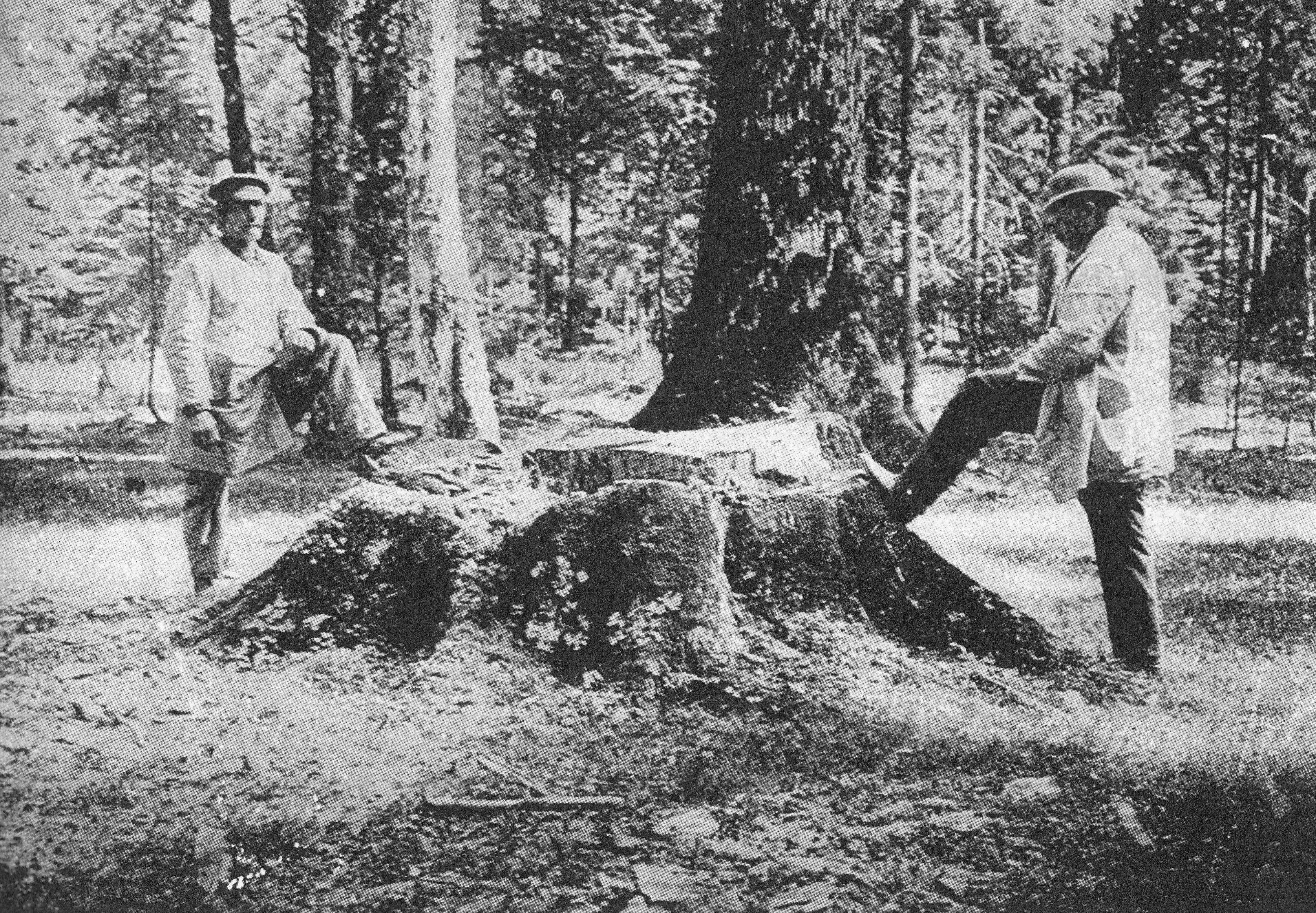 Black and white historical photograph of two men standing on opposite sides of a very large tree stump in a dense forest.
