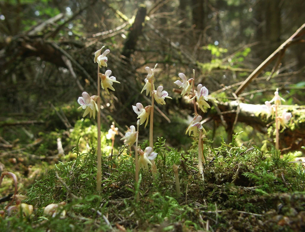 A group of delicate, pale-colored ghost orchids growing upright from a dense, green moss-covered forest floor, with fallen branches in the blurred background.
