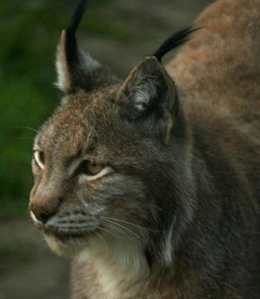A close up profile of an Eurasian lynx showing its distinctive ear tufts and facial fur.