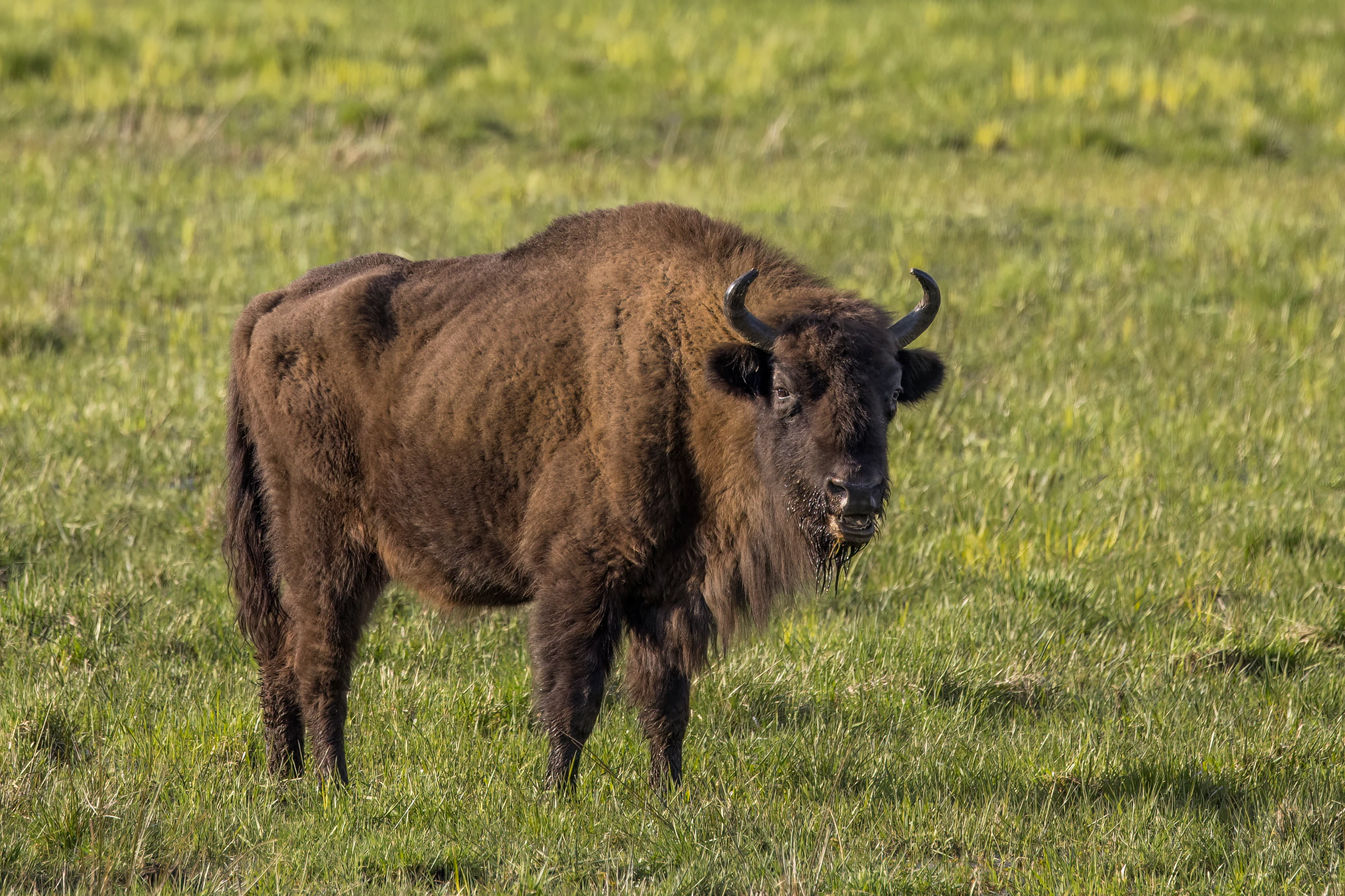A female European bison standing in a field of green grass, viewed from the side while looking toward the camera.