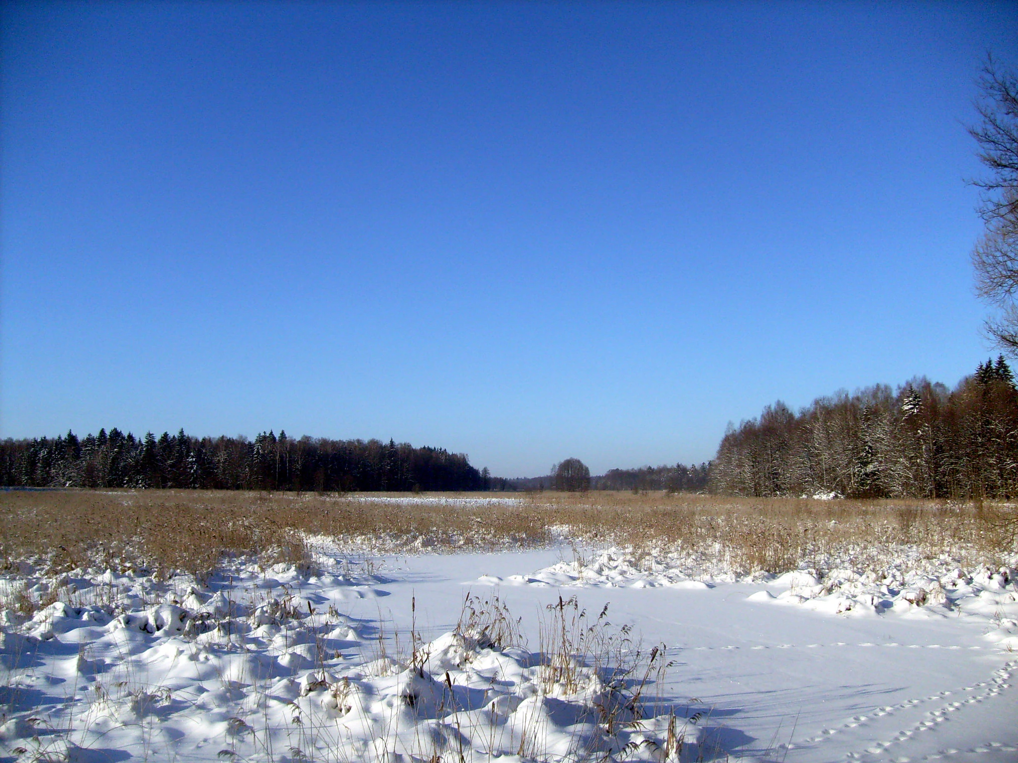 A snowy, frozen river valley landscape in Bialowieza Forest under a clear blue sky, with snow-covered vegetation and a distant treeline.