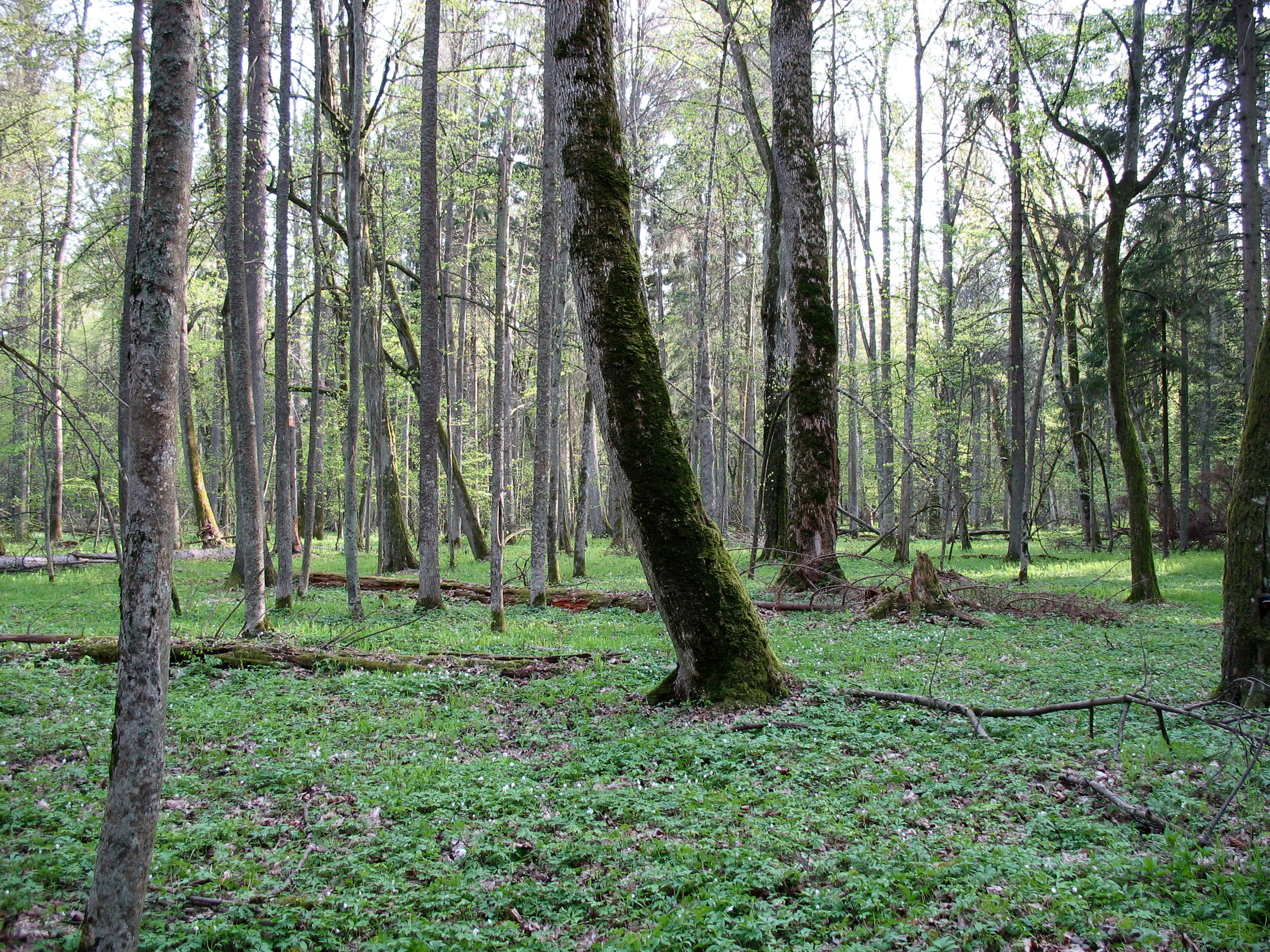 A view inside a dense, old growth forest with tall, slender tree trunks and mossy bark, under a light canopy with a lush, green herbaceous ground cover.