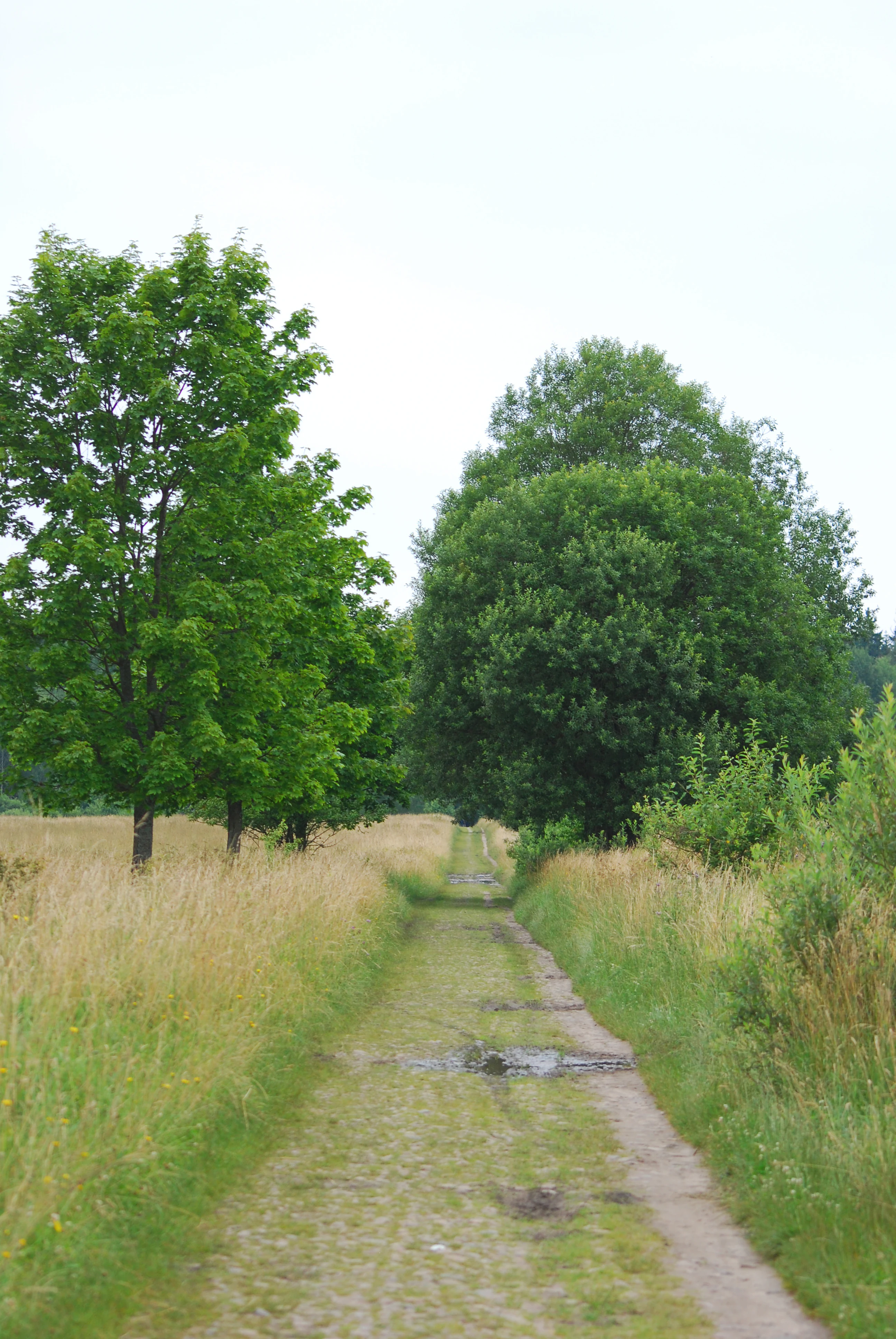 A narrow dirt and cobblestone path leading straight into a dense green forest, flanked by tall dry grasses and scattered deciduous trees.