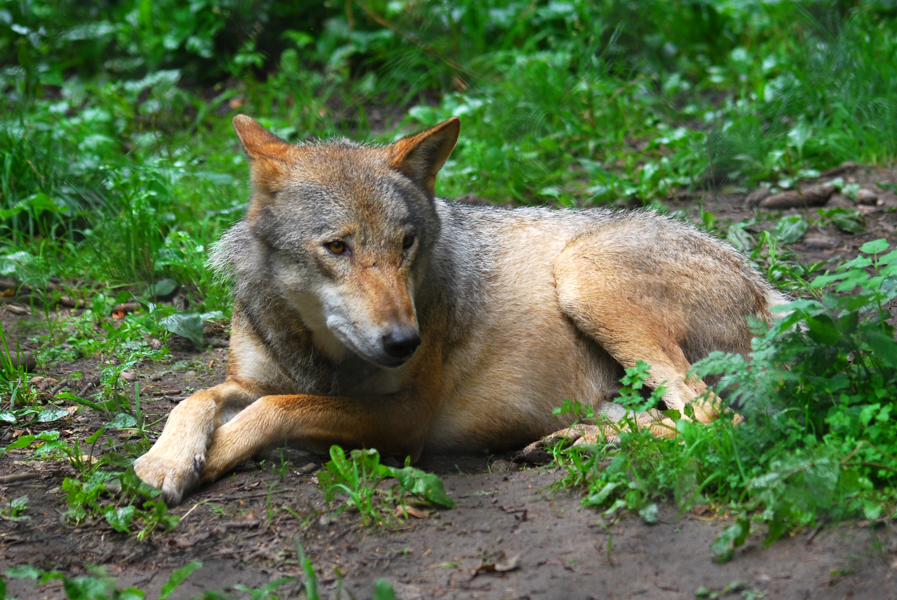 A gray wolf lying on dirt surrounded by green forest vegetation, viewed from a slightly high angle.