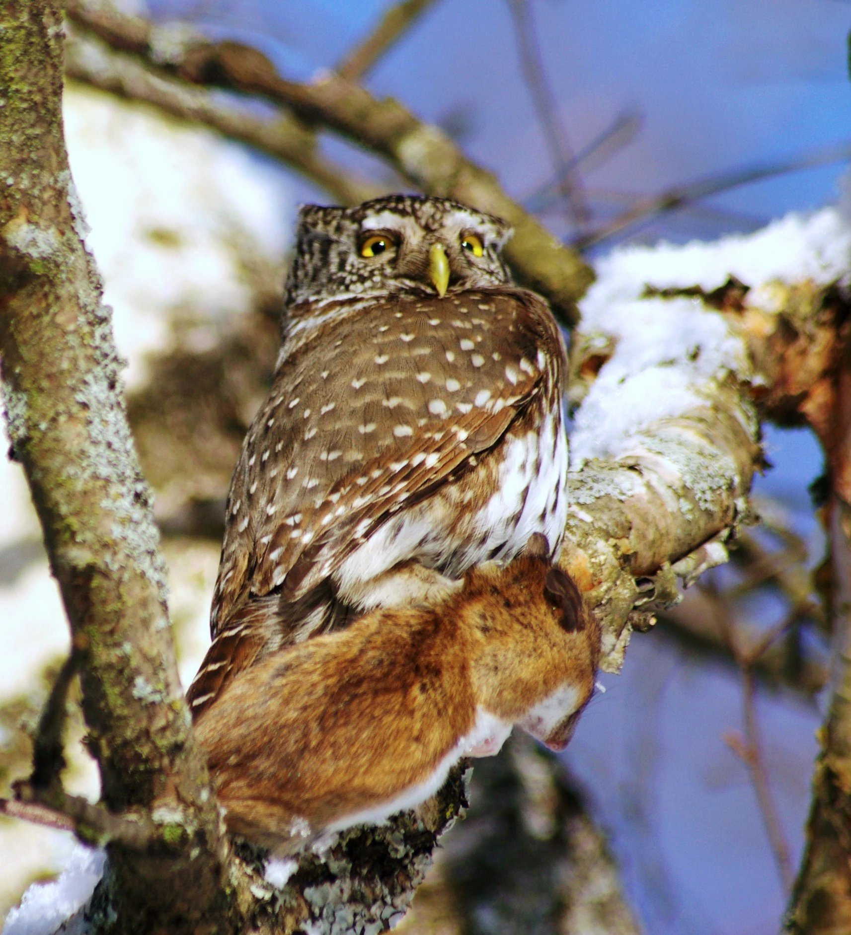 A small brown and white spotted Eurasian pygmy owl perched on a snowy tree branch holding prey in its talons.