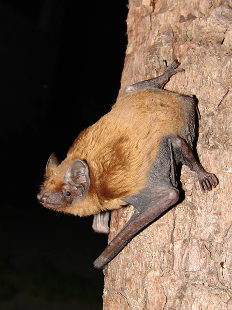 A close-up view of a brown, furry noctule bat clinging to the rough, textured bark of a tree at night.