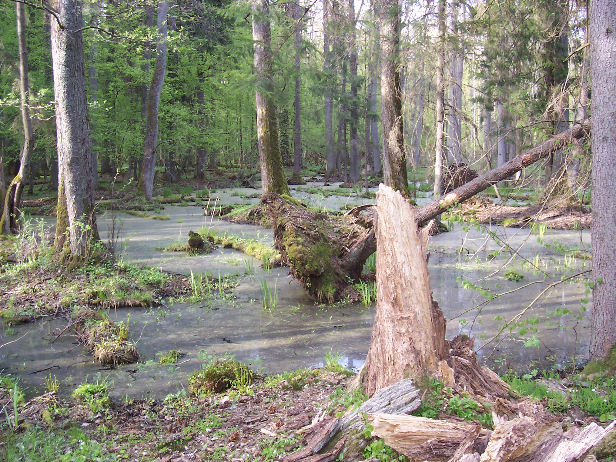 A swampy, wooded landscape showing standing water, fallen tree trunks, and tall deciduous and coniferous trees in Bialowieza National Park.