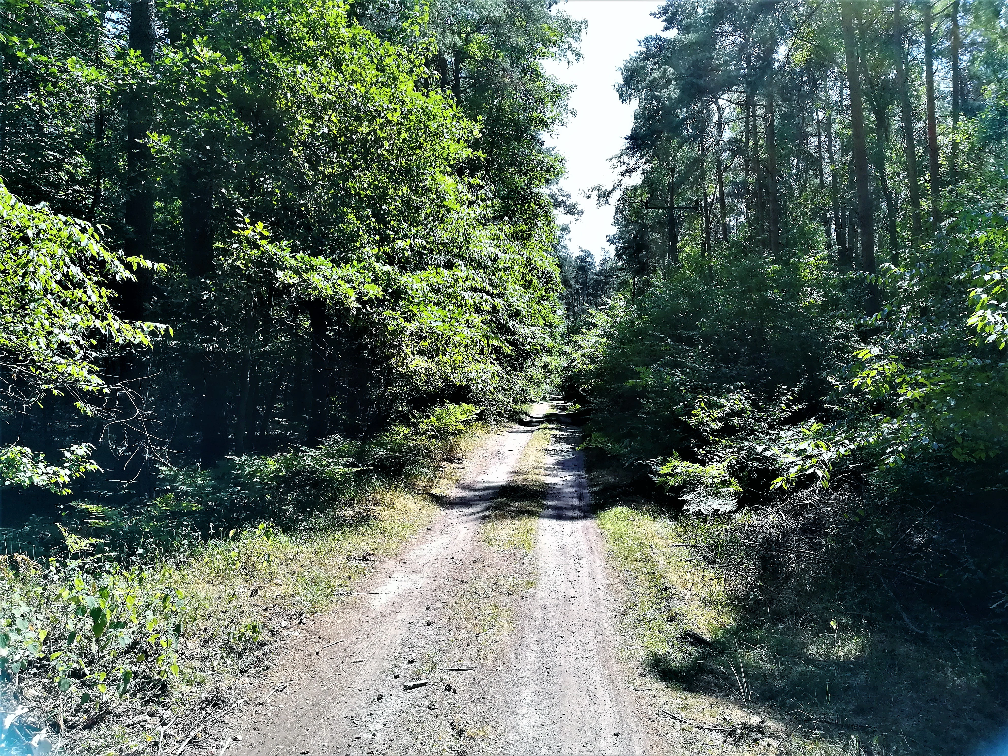 A dirt path leading into a dense green forest, lined by mature trees and dappled sunlight.
