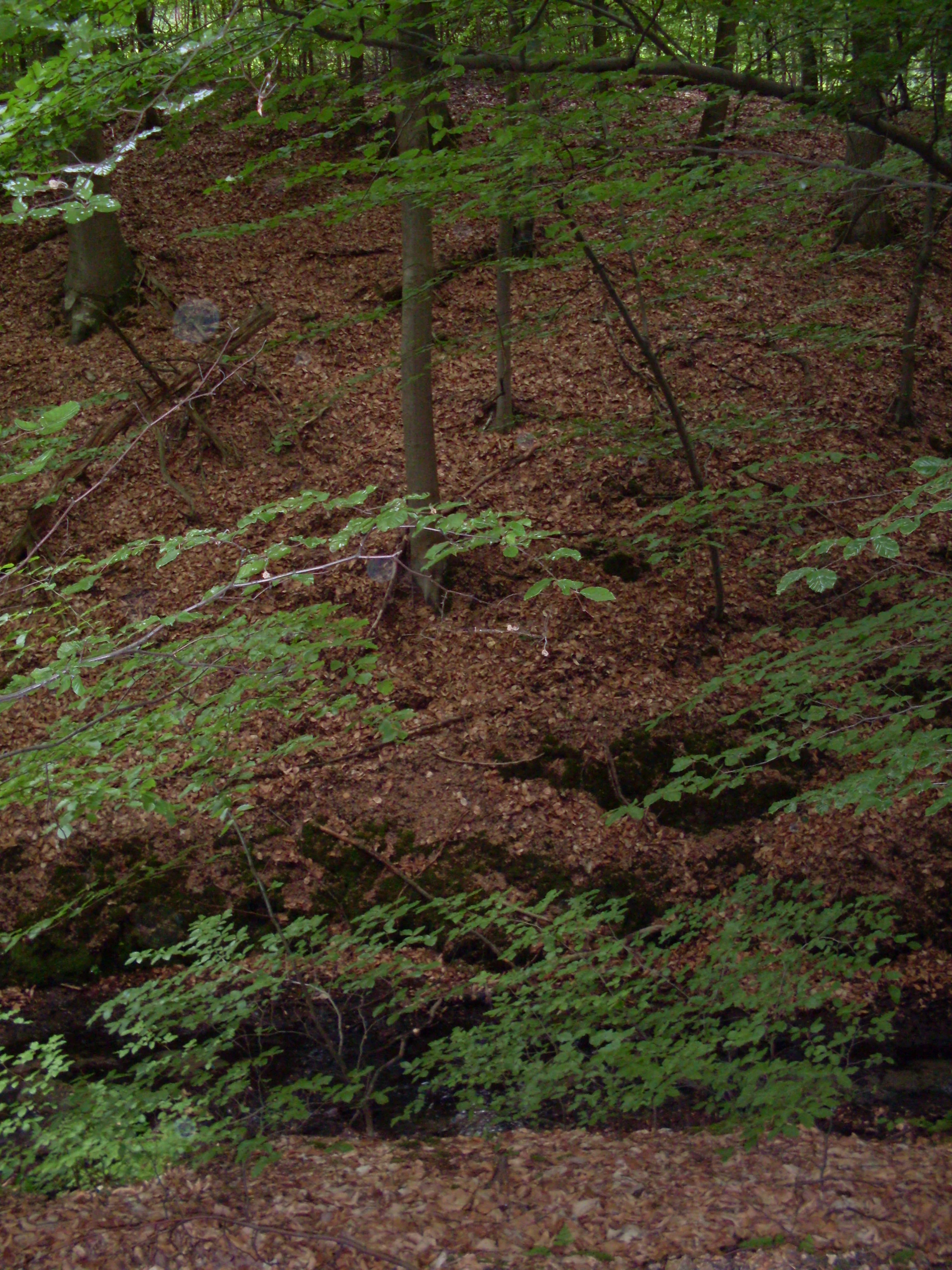 Un suelo forestal cubierto de hojas marrones caídas con un pequeño y estrecho arroyo que lo atraviesa por la parte inferior, rodeado de árboles maduros con follaje verde claro.