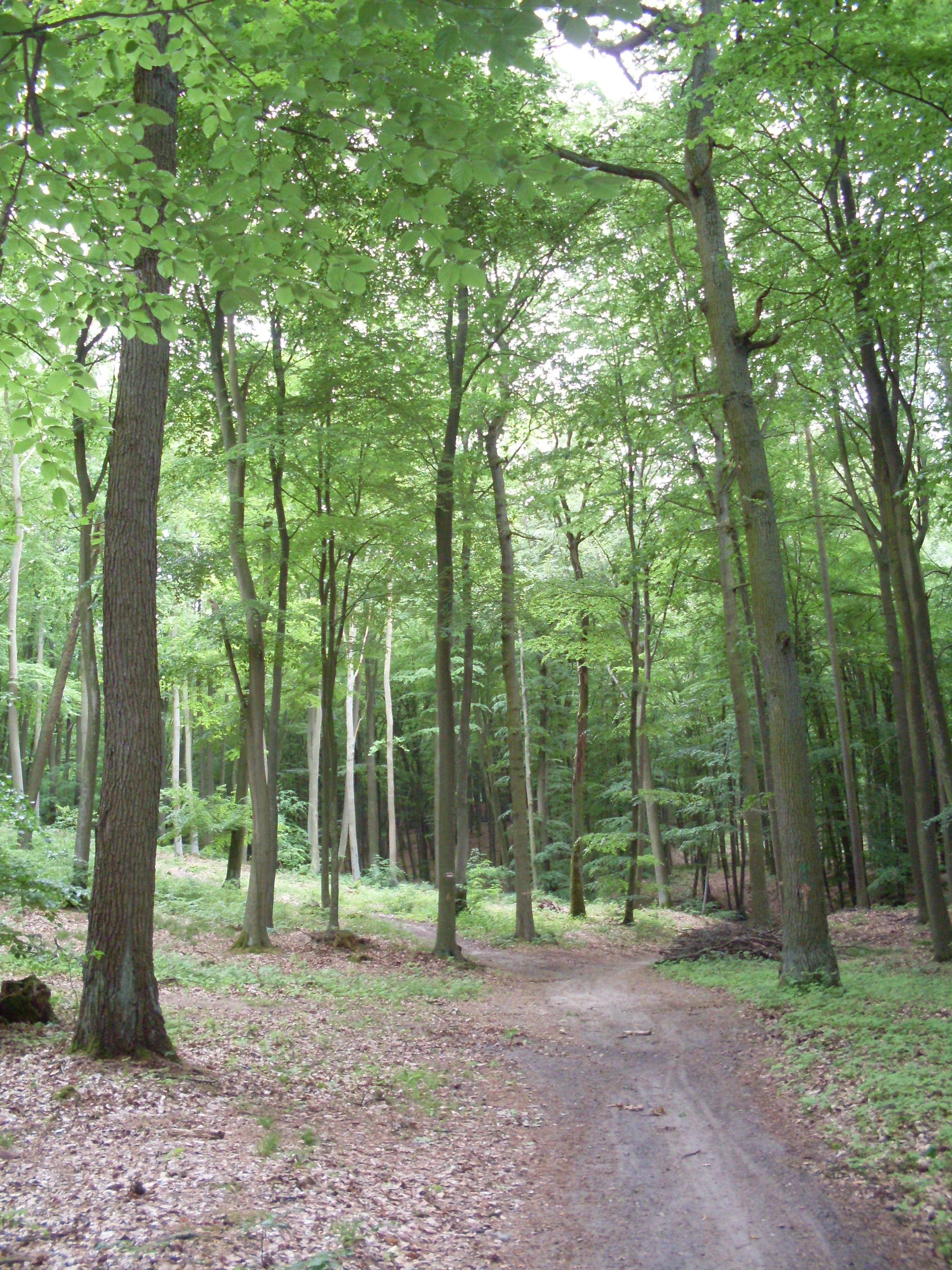 Un sendero de tierra para caminatas atraviesa un bosque caducifolio alto y verde, con un dosel denso y sotobosque ligero.