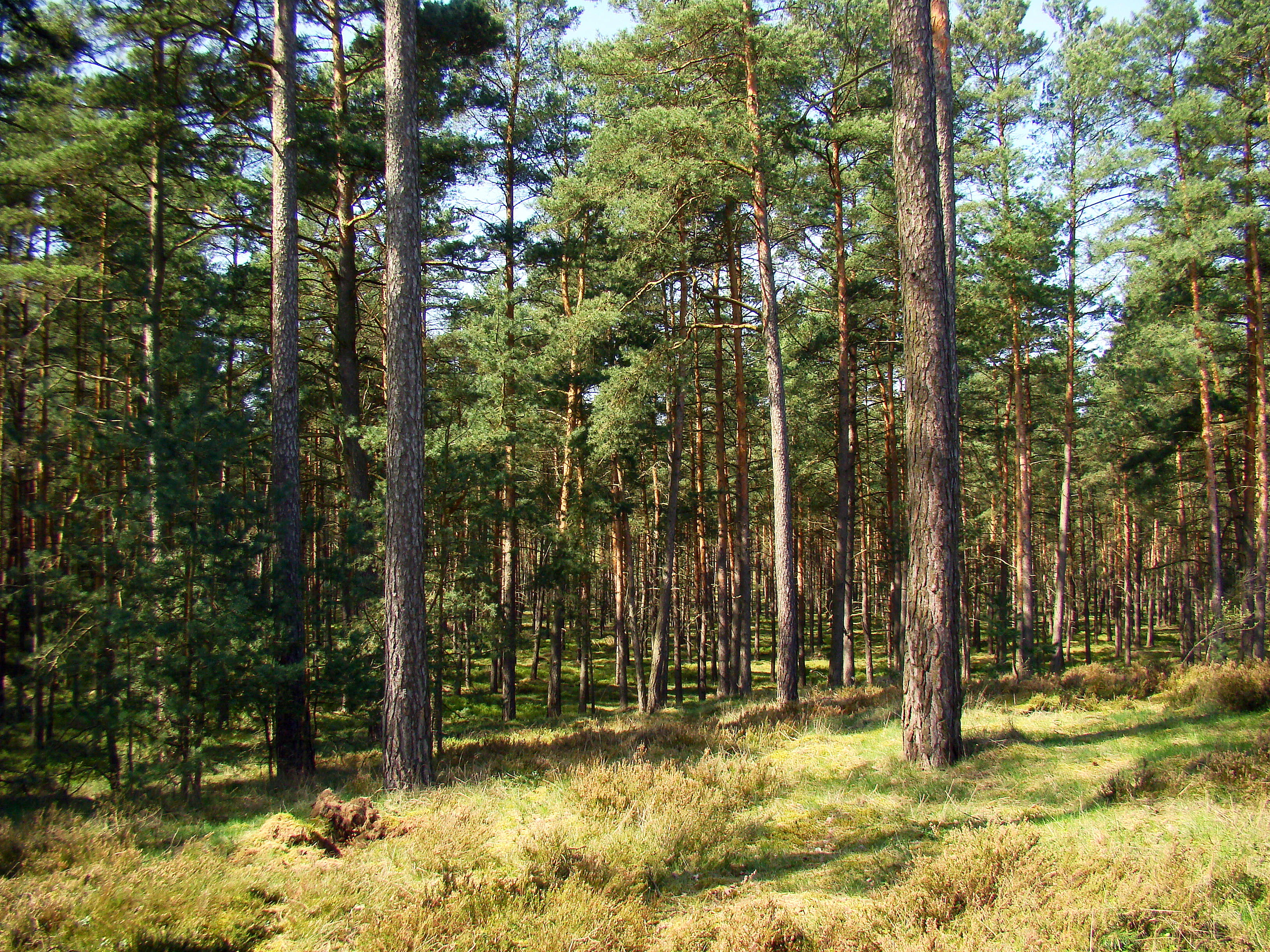 Bosque de pinos bañado por el sol, con árboles altos y un suelo cubierto de musgo y hierba.