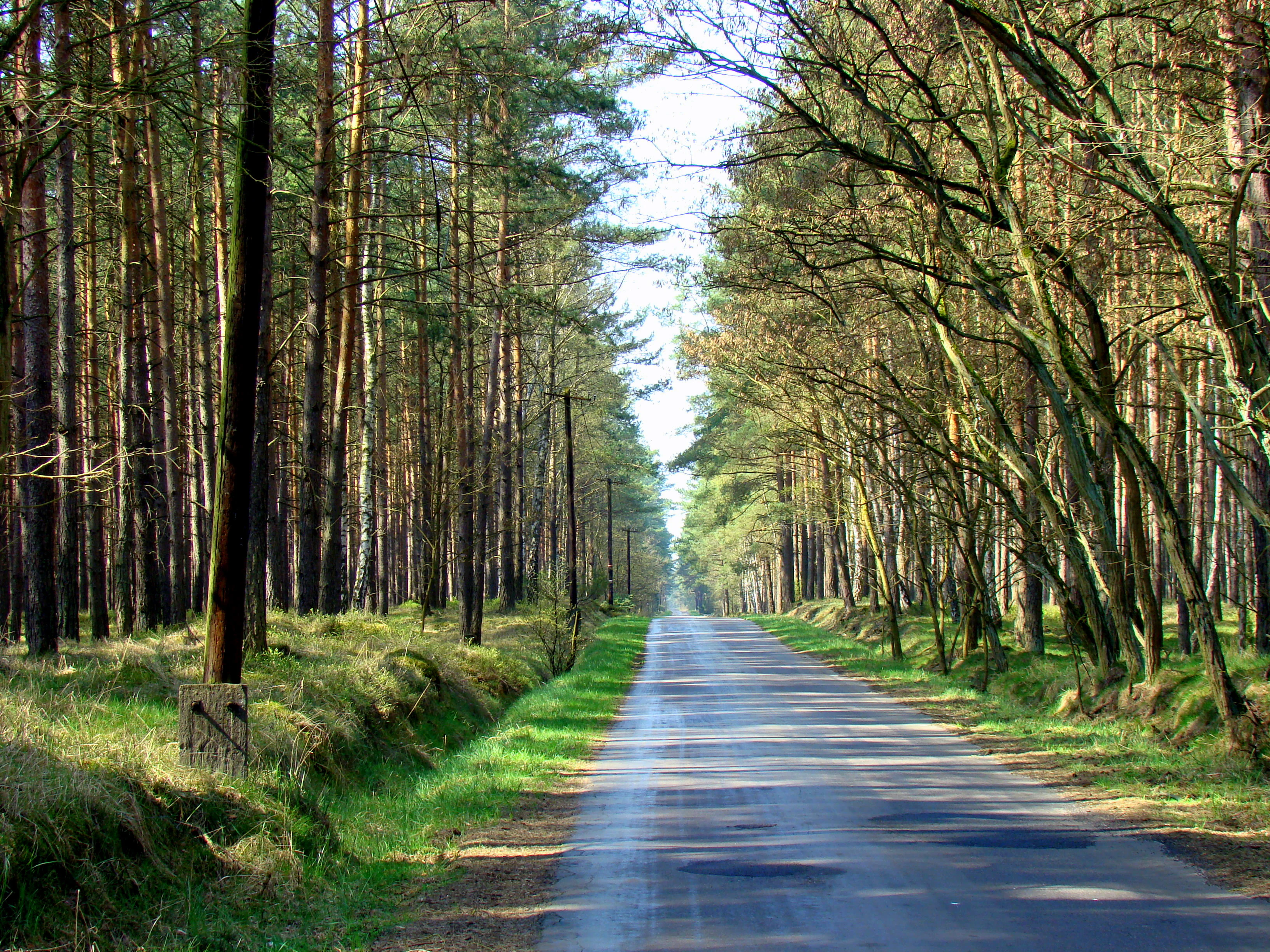 Una carretera asfaltada que se extiende en línea recta a través de un denso bosque de pinos altos, con la luz del sol filtrándose entre los árboles.