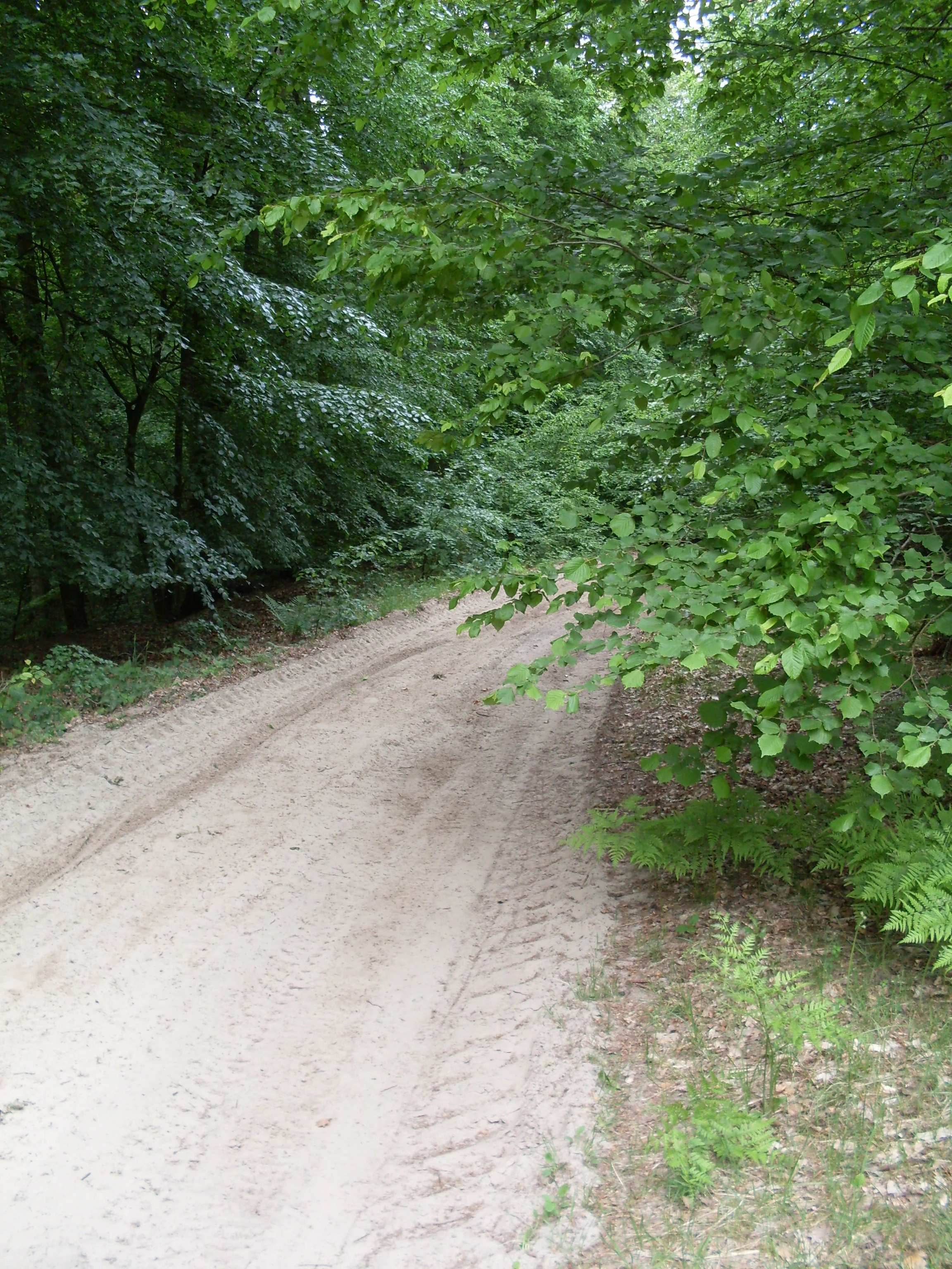 Un sendero forestal arenoso y sin pavimentar con marcas visibles de neumáticos, rodeado de densos árboles caducifolios verdes.