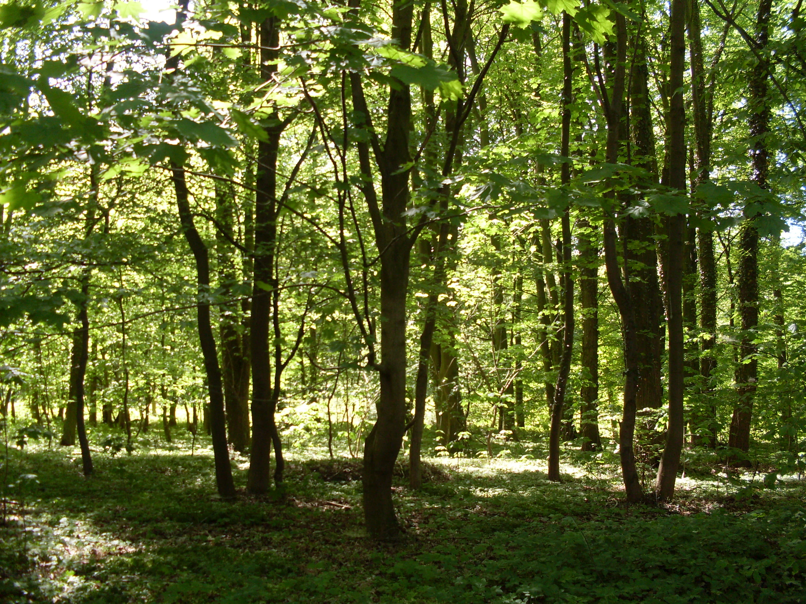 Una escena de bosque caducifolio brillante y soleado, con follaje verde y árboles altos.