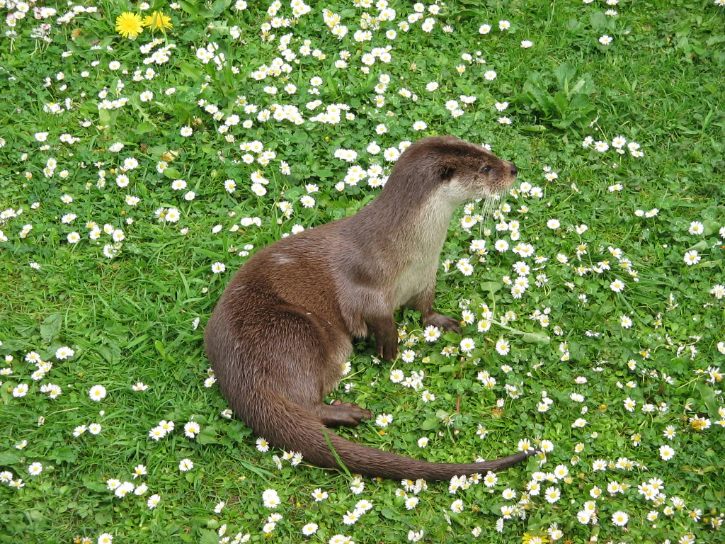 A brown otter sitting on grass surrounded by small white flowers