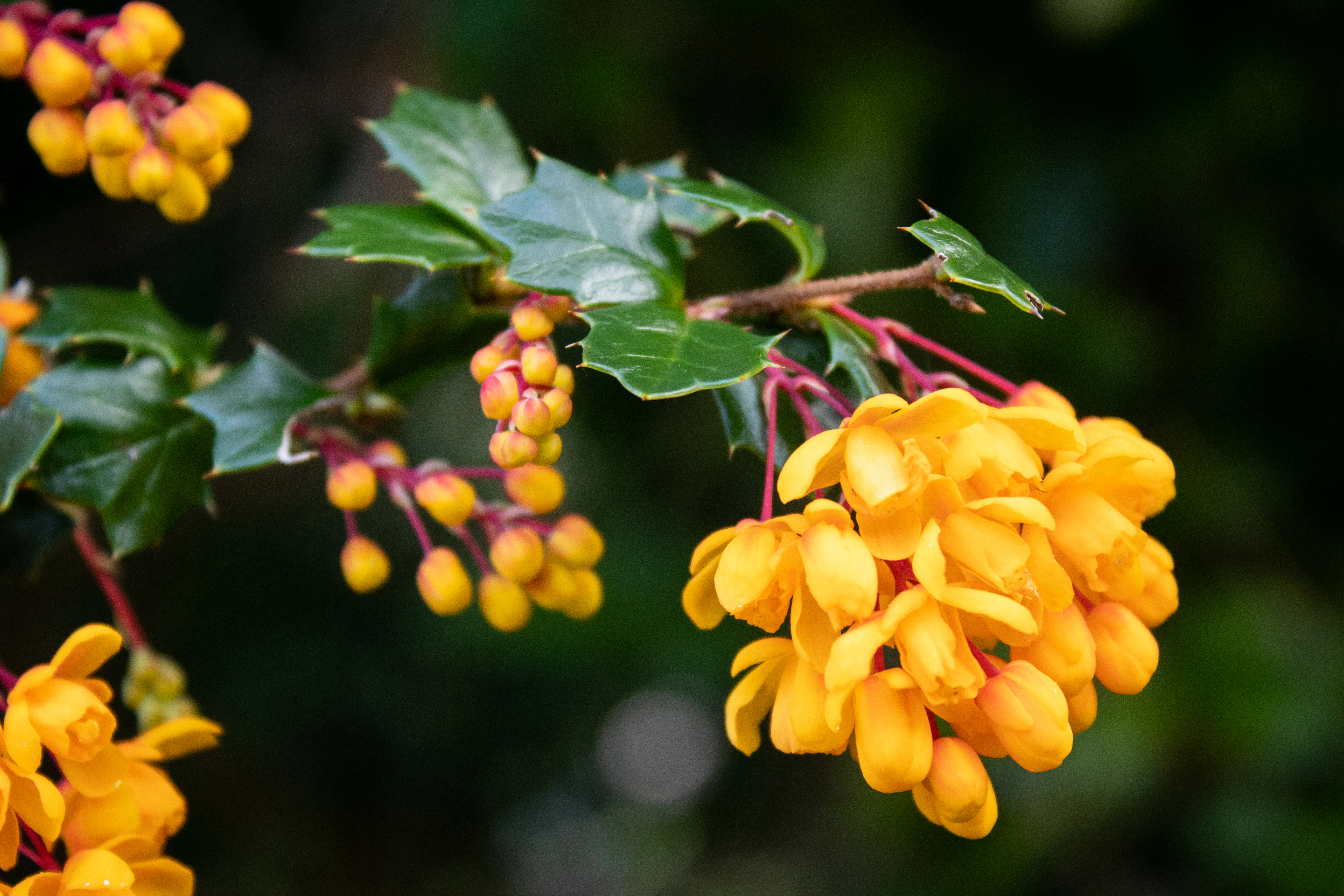 Close-up of yellow-orange Michay (Berberis darwinii) flowers with green leaves on a branch