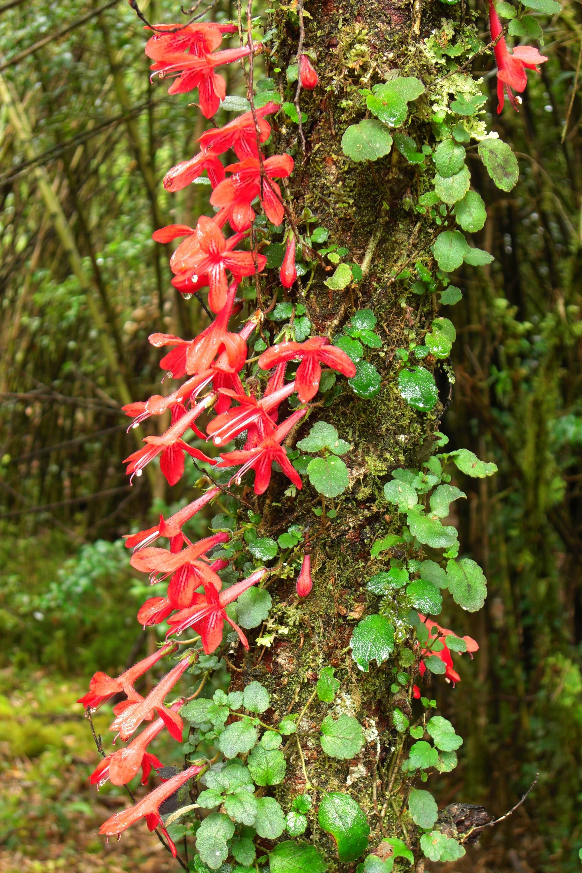 Red flowers and green leaves of Asteranthera ovata vine climbing a moss-covered tree trunk in a forest