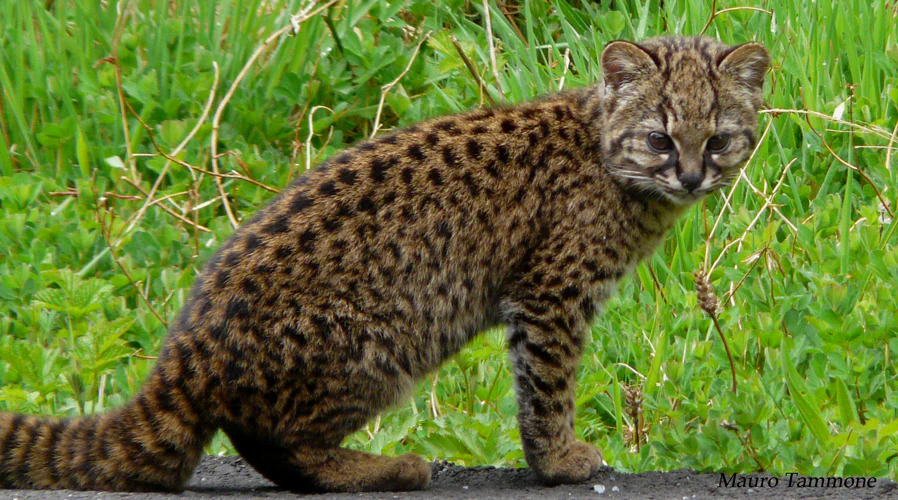 A small spotted wild cat with brown and black spots standing on a path surrounded by green grass and foliage