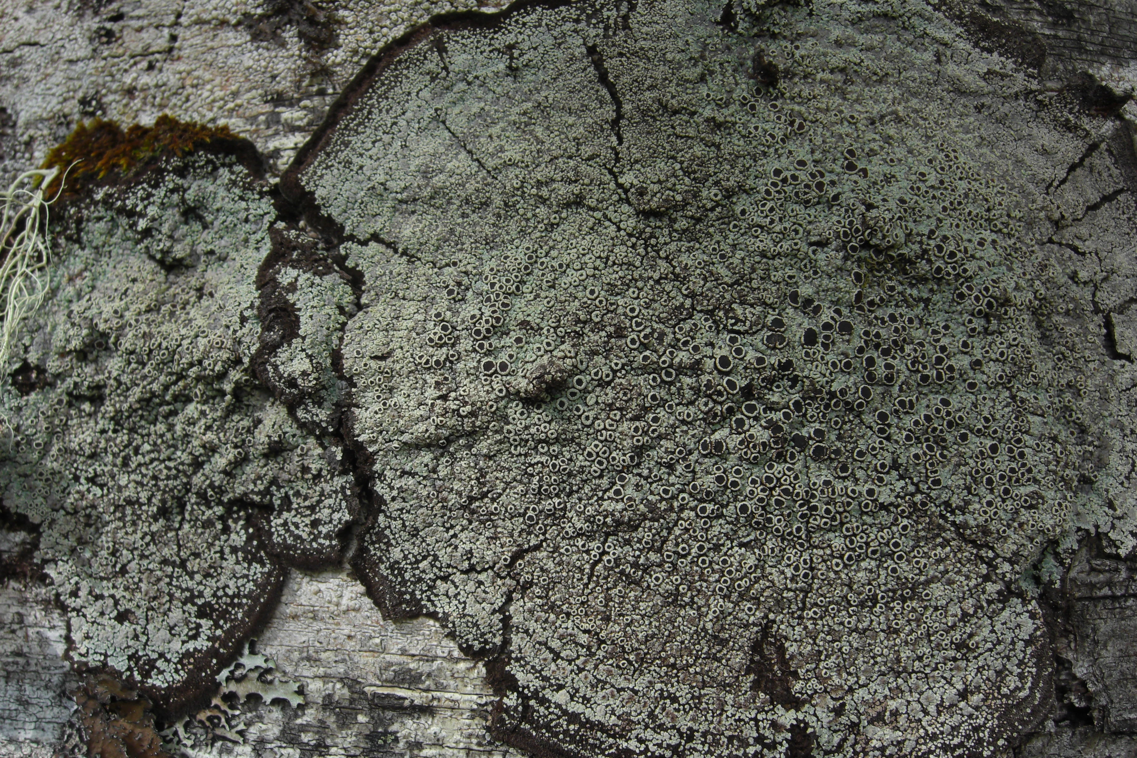 Close-up view of lichen with gray and brown patches growing on a tree trunk