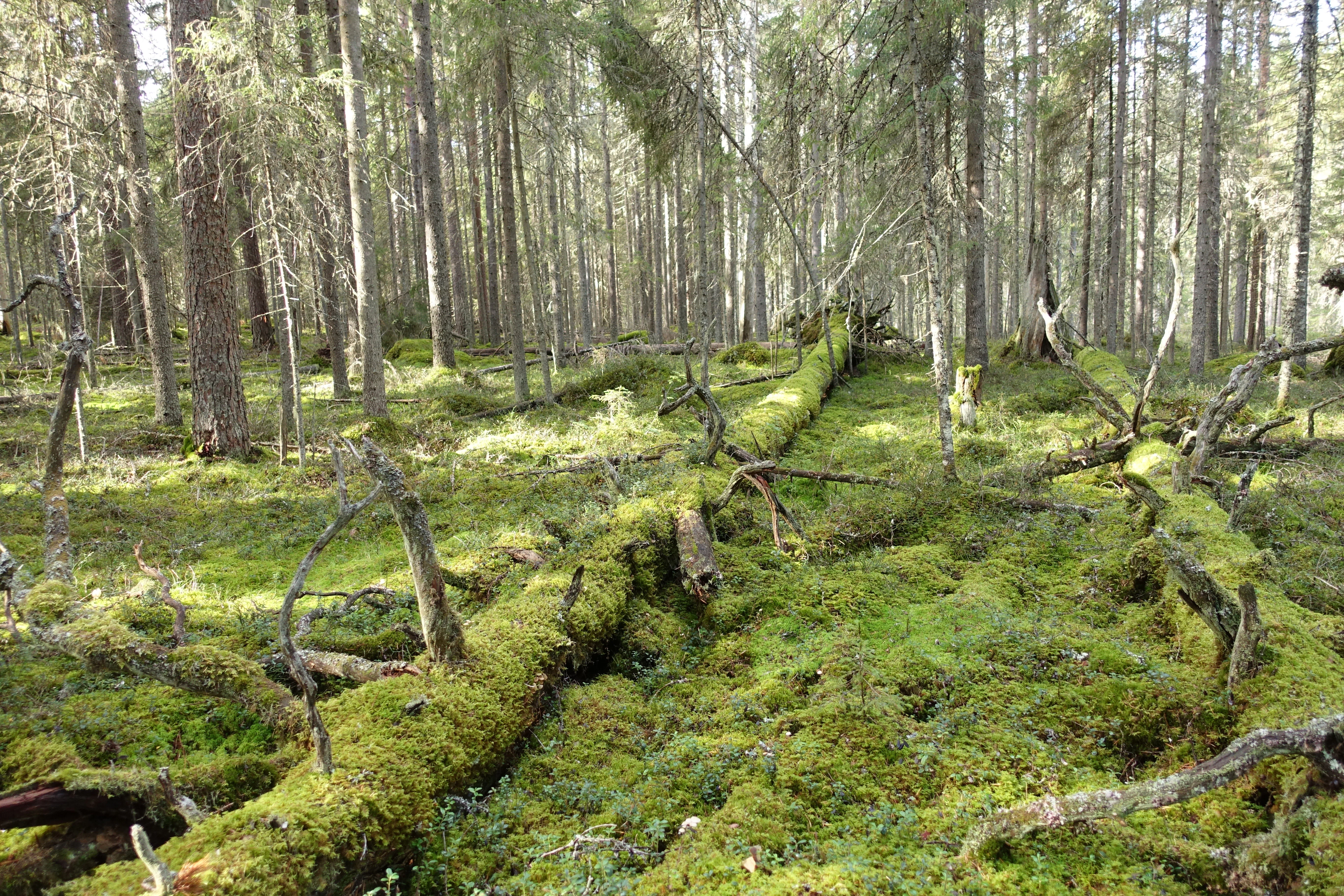 Moss-covered forest floor with fallen tree trunks and tall pine trees in a dense forest