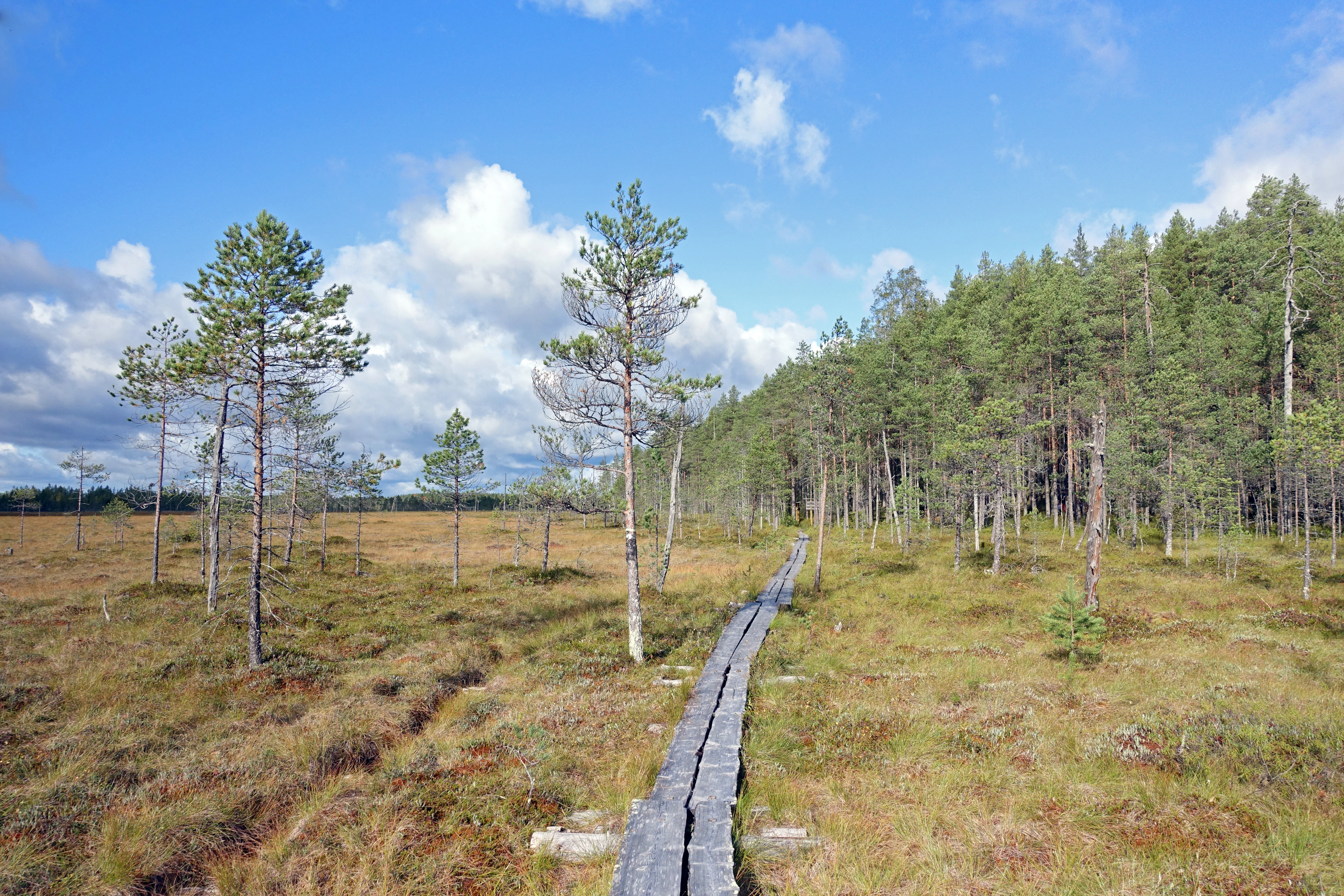 Wooden boardwalk trail through a grassy and mossy bog with scattered pine trees under a blue sky with clouds