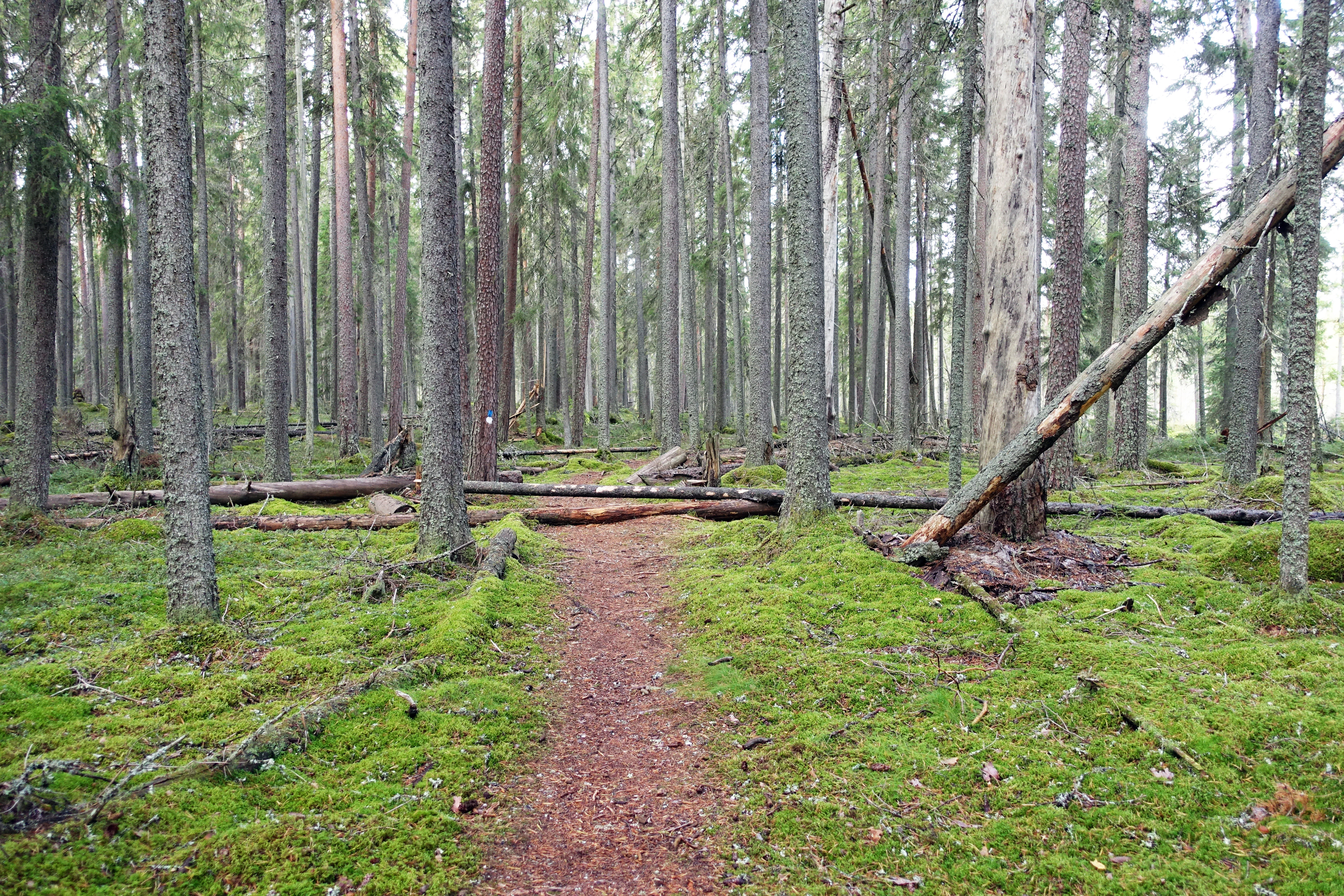 Dirt trail through a forest with tall pine trees, moss-covered ground, and a fallen log