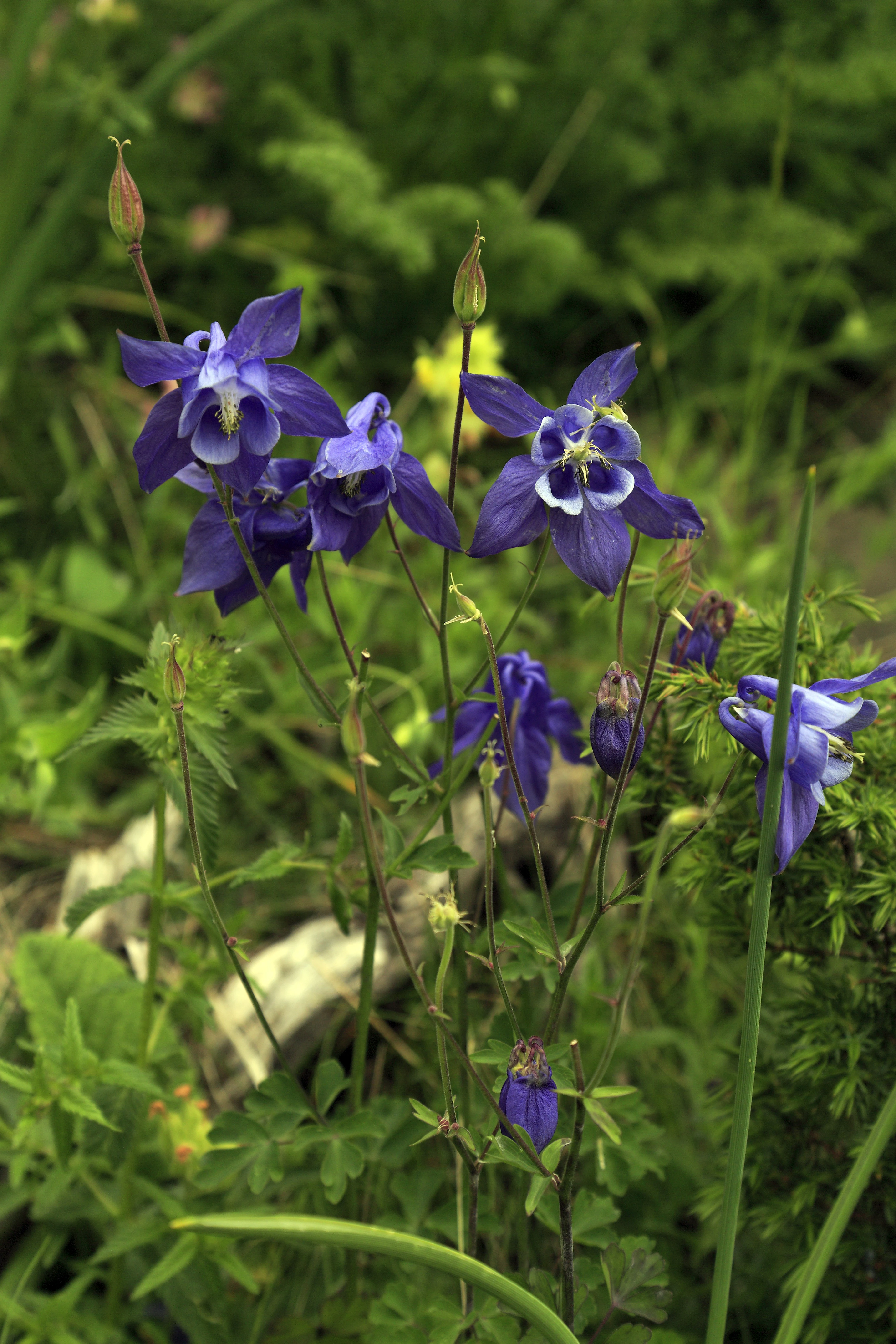 A cluster of vibrant purple columbine flowers with distinctive spurred petals blooming on thin green stems amidst a background of lush green grass.