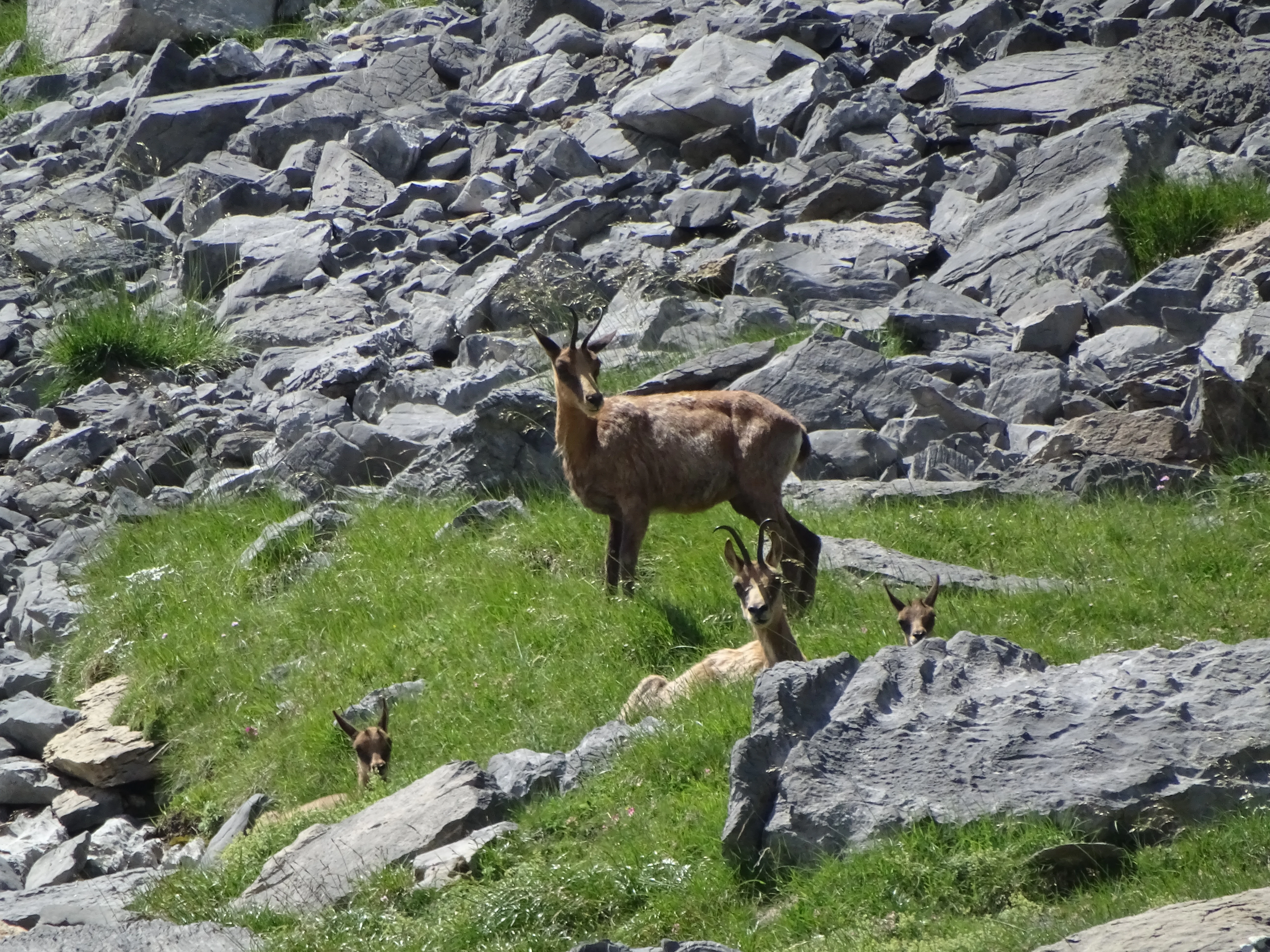 A group of several chamois with light brown fur and dark horns resting on a grassy, rocky mountain slope.