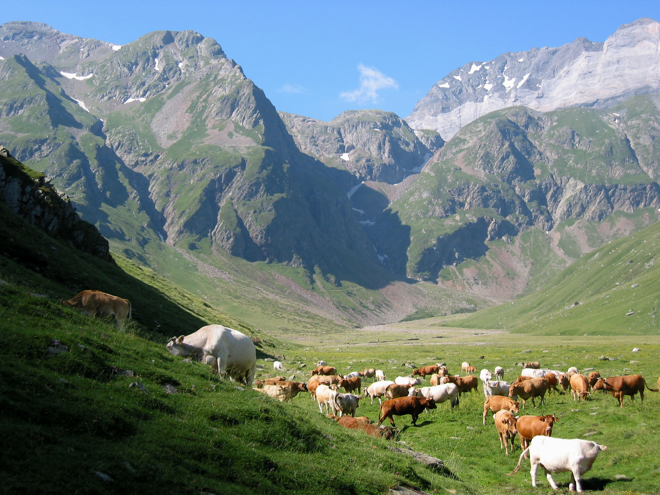 A wide view of a grassy mountain valley with a large herd of brown and white cattle grazing on the slopes and valley floor, backed by towering, craggy, snow-patched mountains under a clear blue sky.