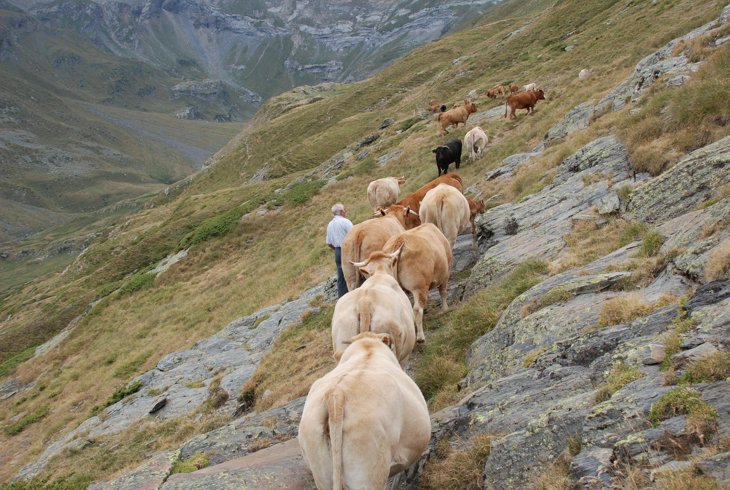 A group of cattle being herded by a person along a narrow, rocky mountain path in the Pyrenees.