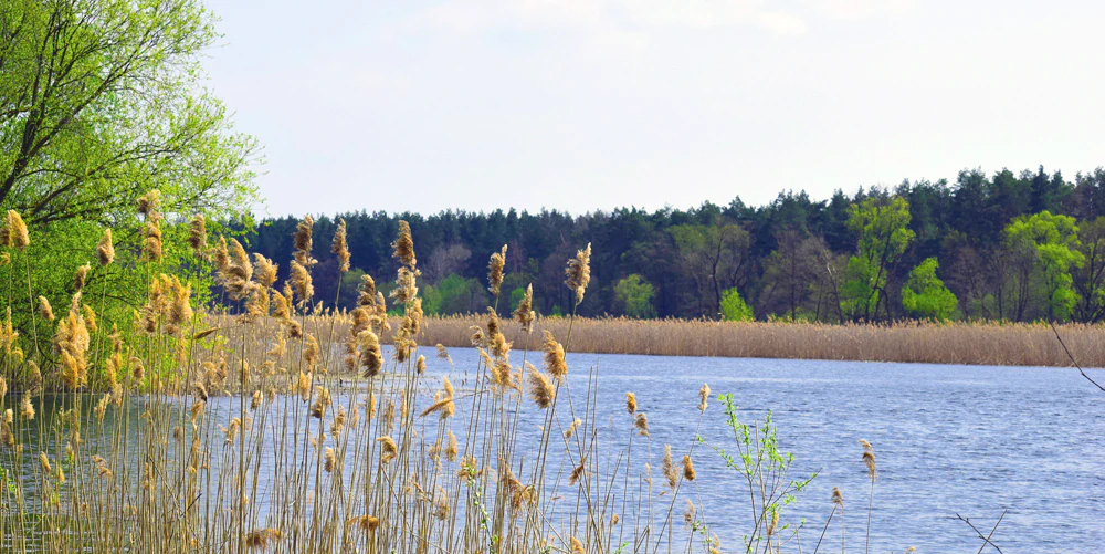 Tall reeds in the foreground, blue river in the midground, and forested area in the background under a bright sky