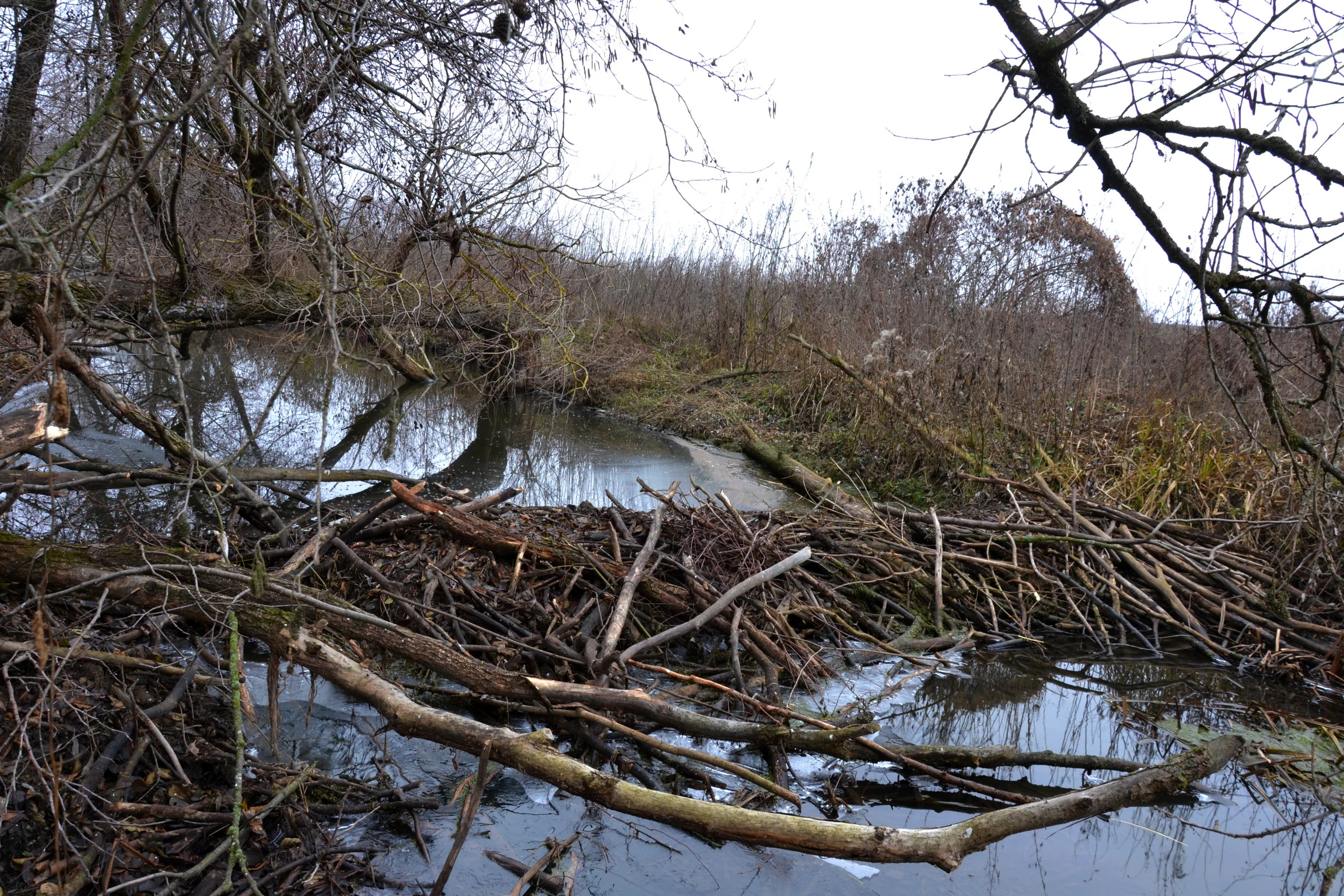 Beaver dam made of branches and logs spanning a narrow river channel, surrounded by wetland vegetation and bare trees