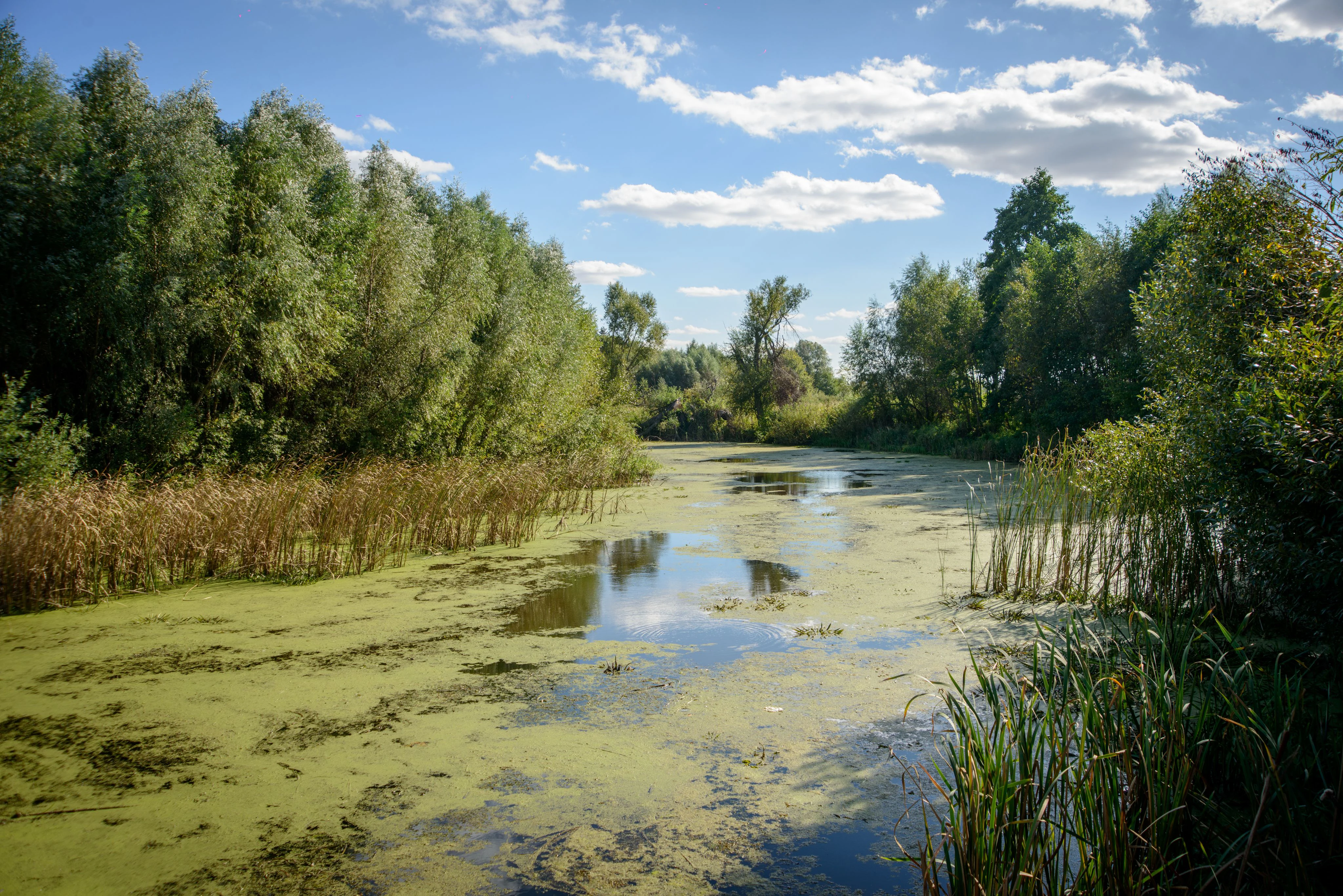 River with green algae floating on the surface, surrounded by tall trees and reeds, under partly cloudy sky