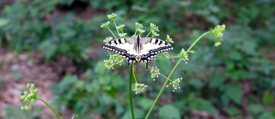 Swallowtail butterfly with black, white, and orange markings resting on a green plant with small white flowers