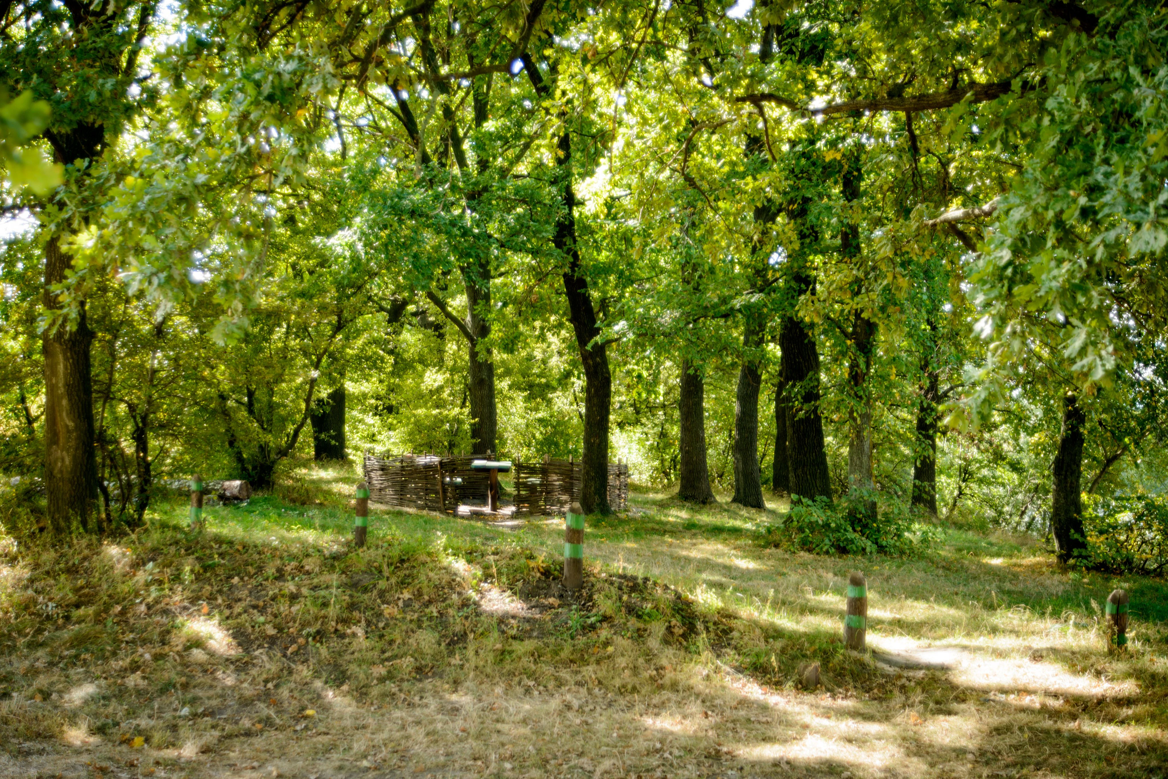 Dirt path through a forested area with tall trees, grassy slopes, and wooden benches in the background