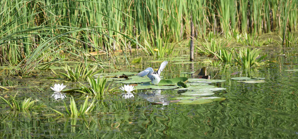 A black tern bird in flight over water with water lilies and reeds