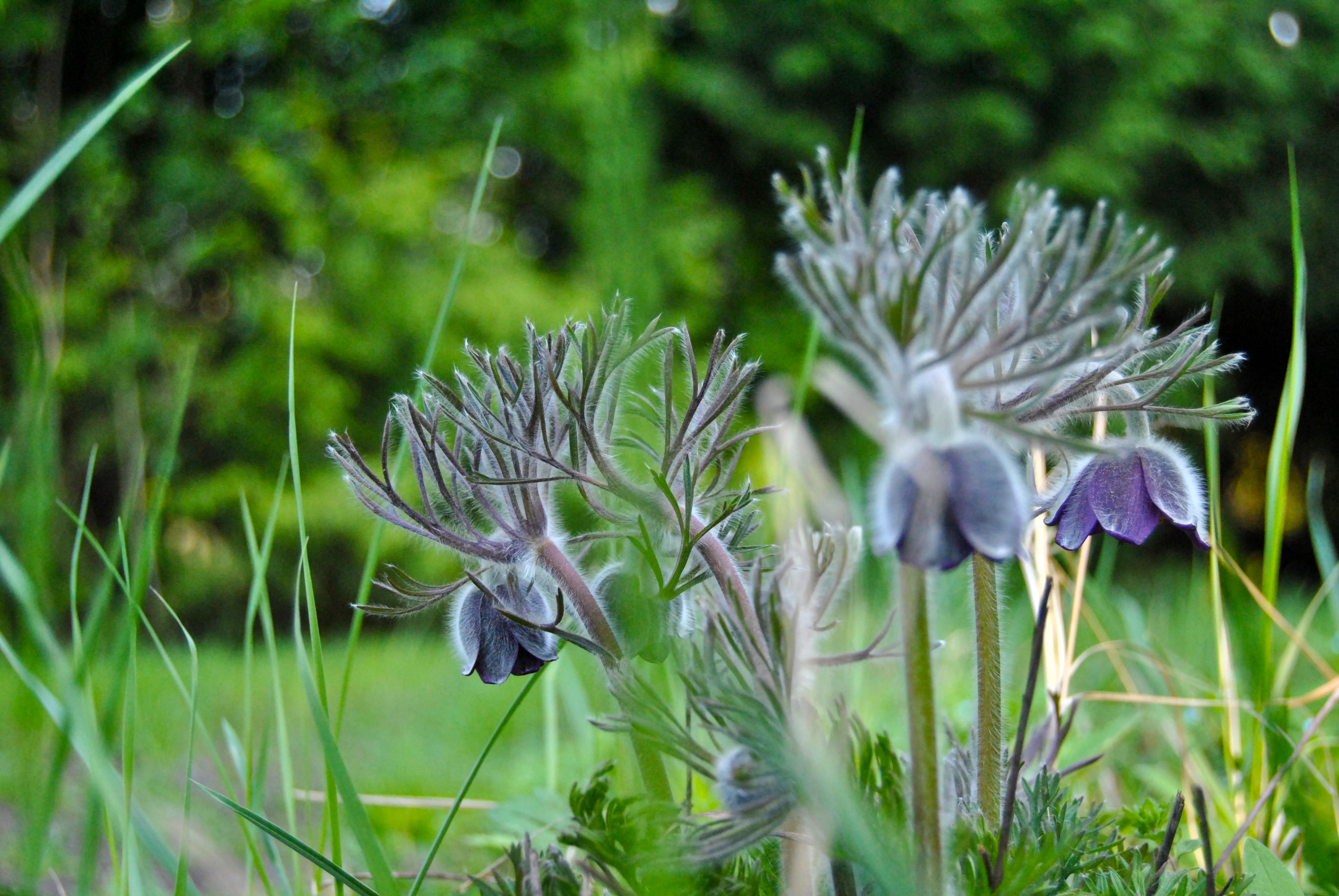 Close-up of purple flowers with spiky stems in a grassy meadow