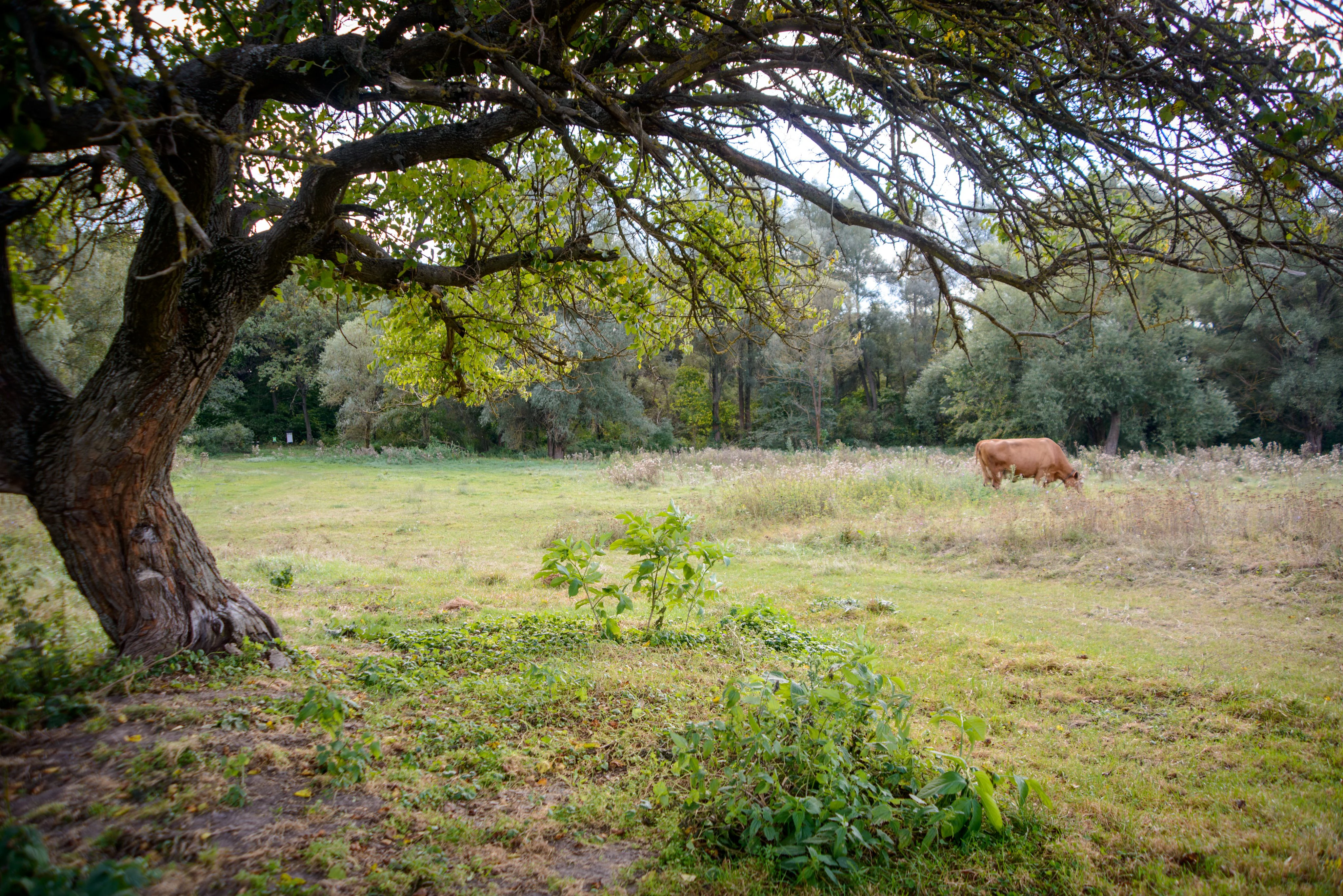 Grassy field with large tree in foreground and cow grazing in middle distance, surrounded by trees and vegetation