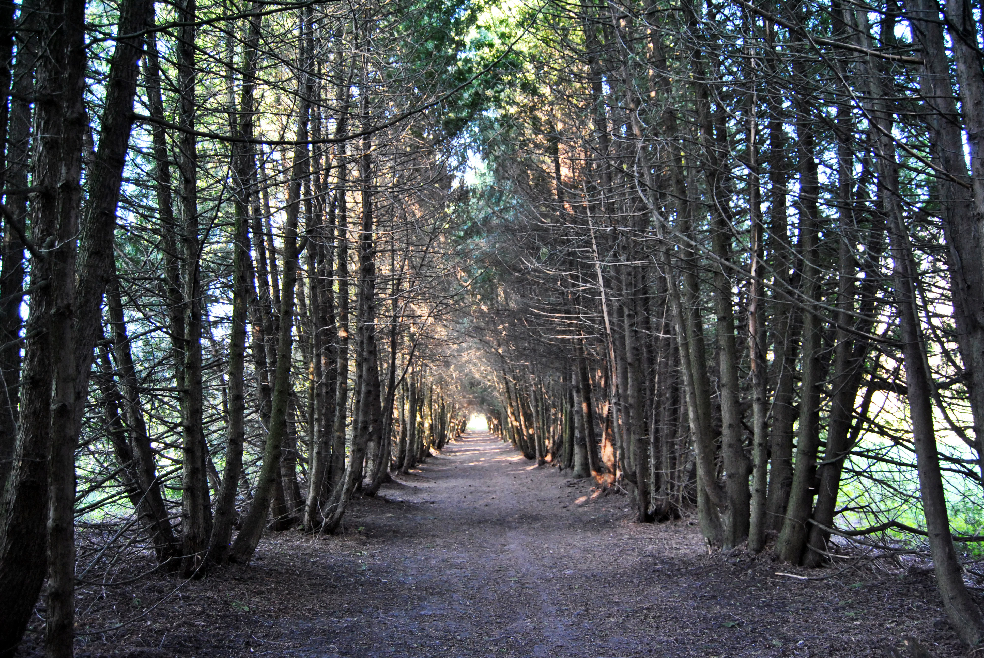 Dirt trail surrounded by tall trees forming a forest canopy