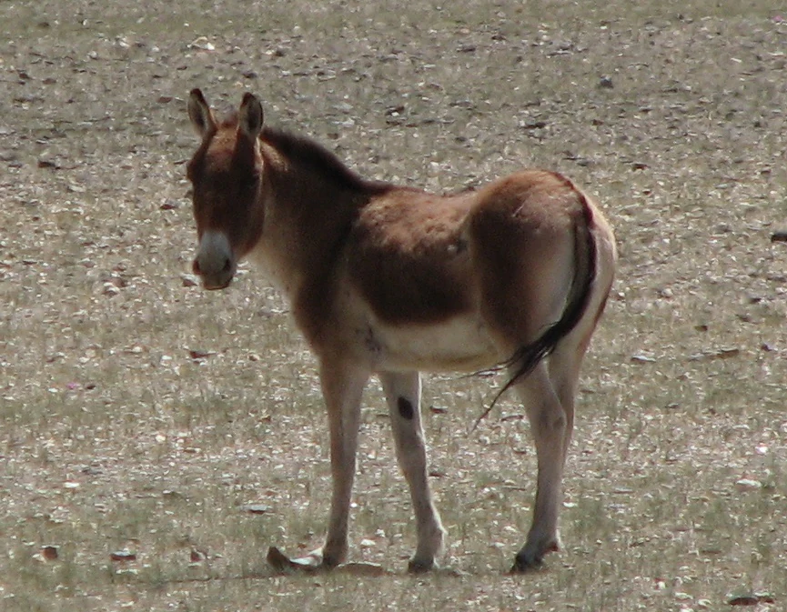 A brown and white wild ass standing on a sparse, rocky, and dry grassy plateau landscape.