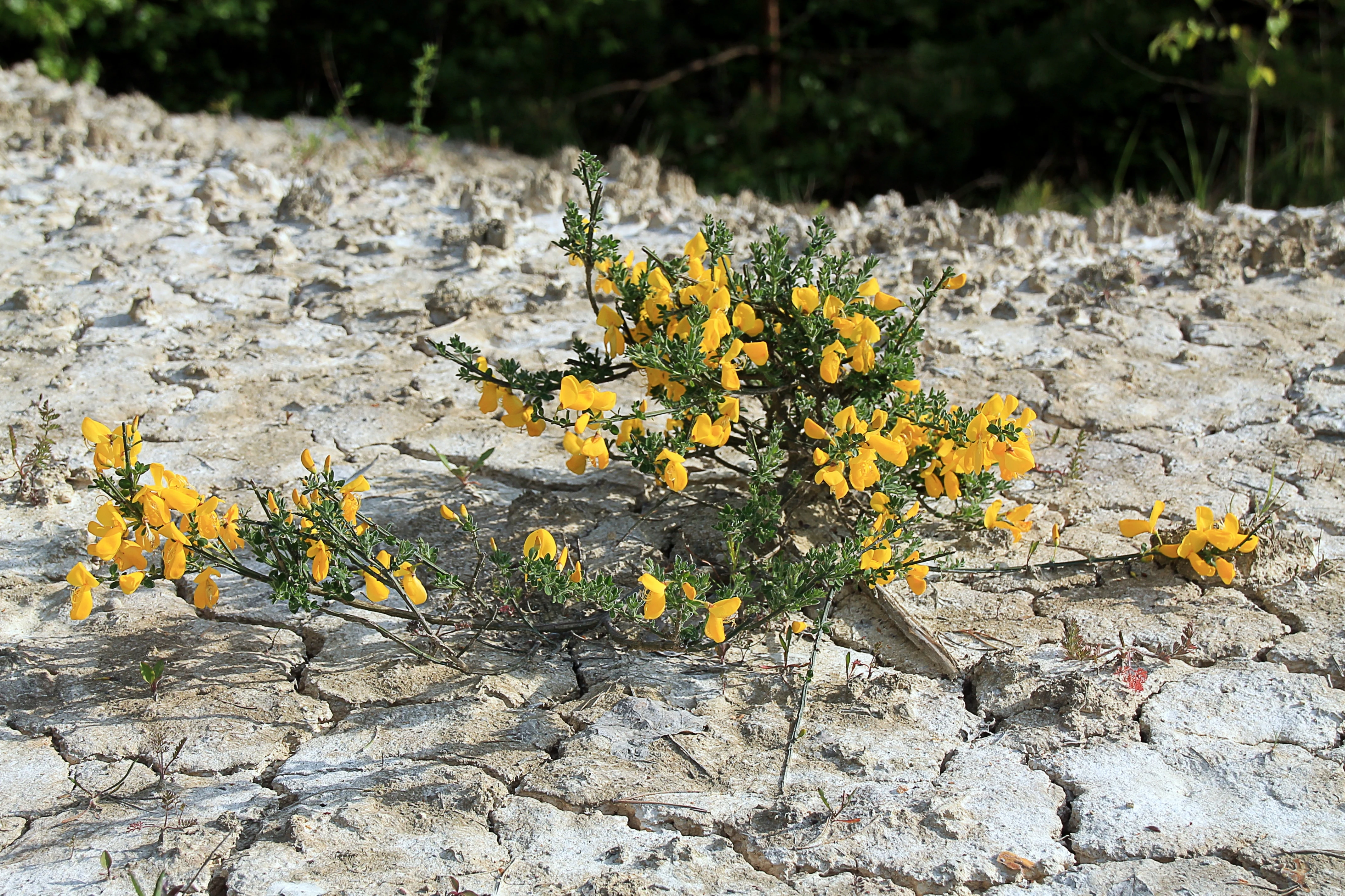 A small shrub with bright yellow flowers growing directly out of cracked, white, sandy soil.