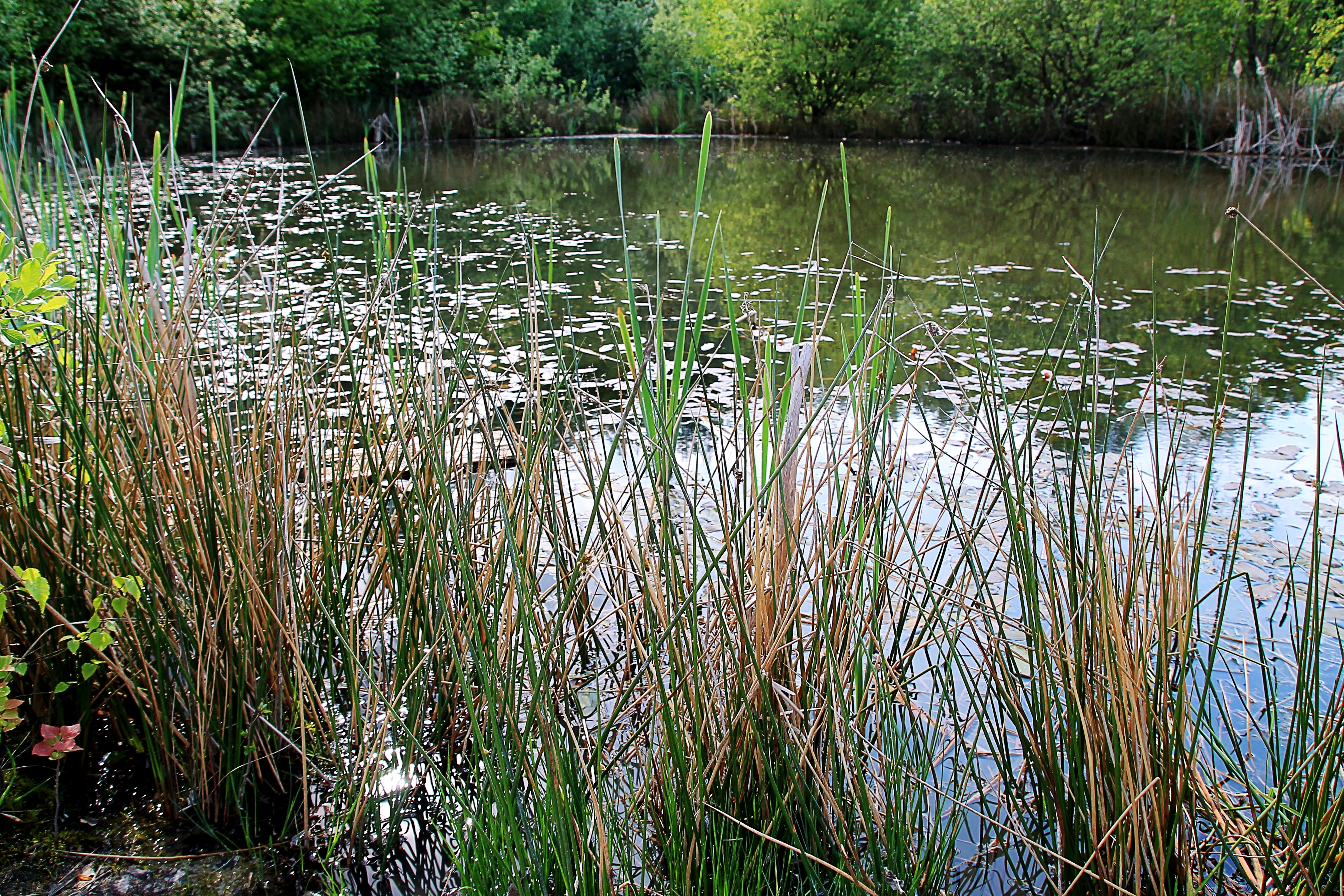 A small pond covered with floating lily pads and bordered by tall reeds and grasses, backed by a dense green forest.