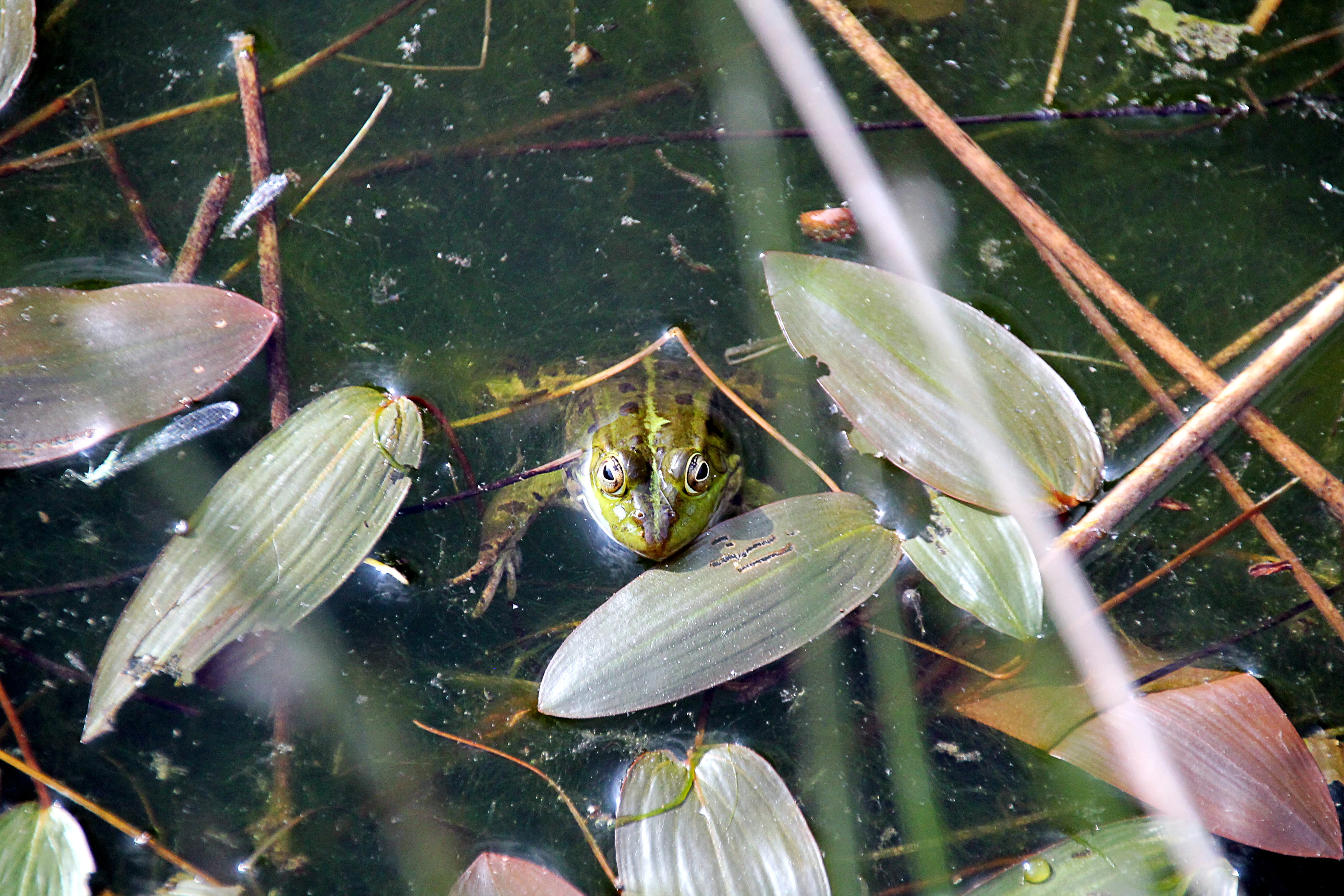 A green pool frog partially submerged in a pond surrounded by aquatic leaves and stems.